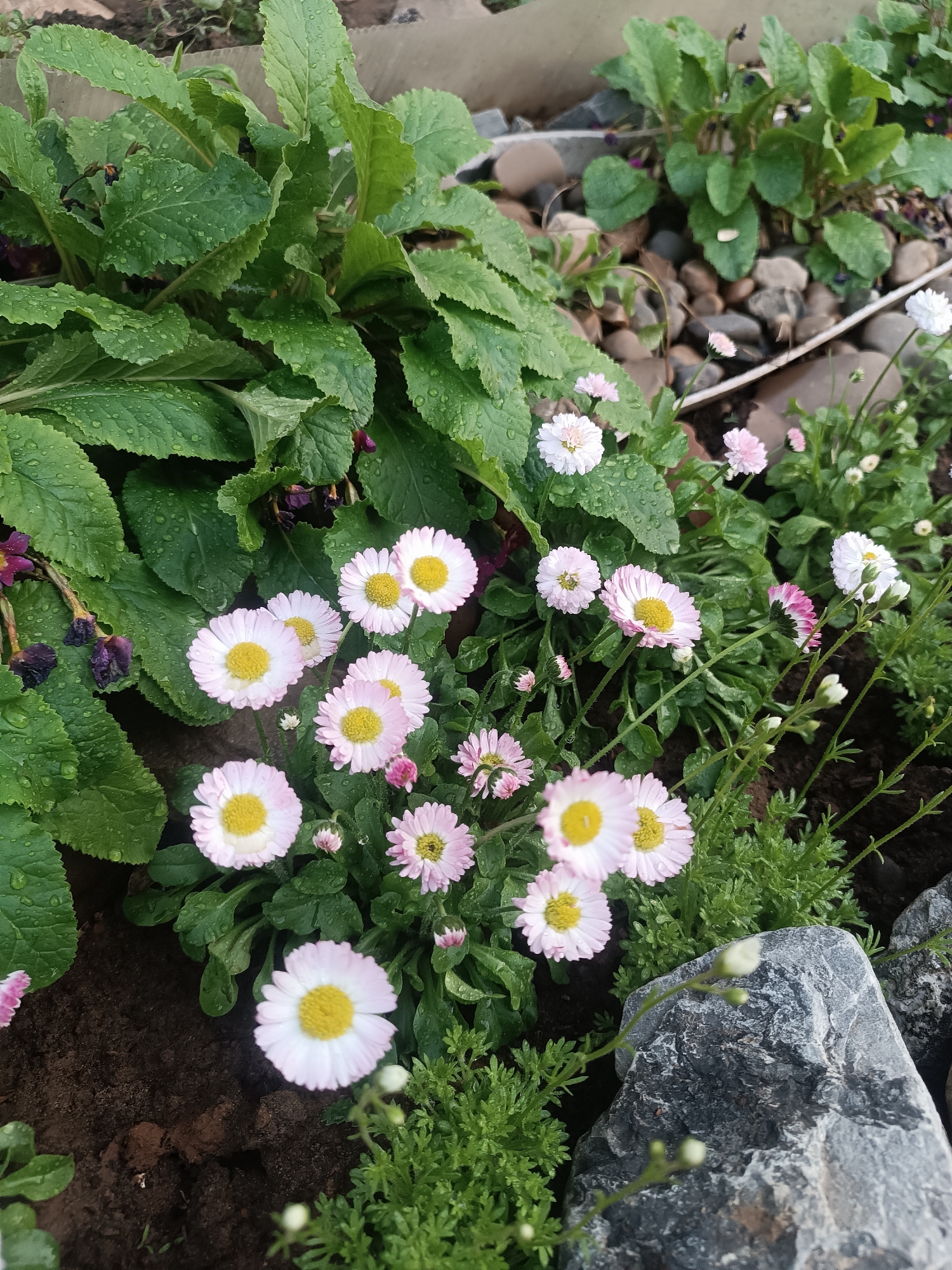 A close-up shot shows a garden with pink and white daisies, green foliage with water droplets, pebbles, and a large rock. The background includes dark soil and hints of a stone or concrete border.