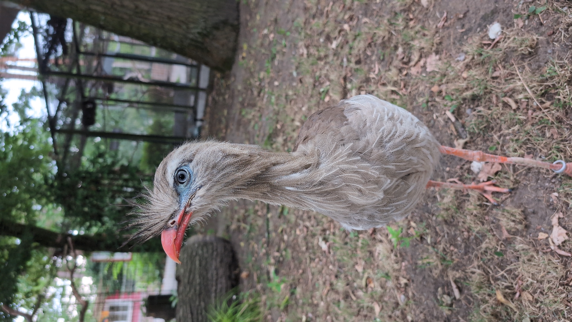 A red-legged seriema bird stands on a dirt and grass ground in an outdoor enclosure. The bird has light brown and white striped feathers, a bright orange beak, and blue skin around its eyes. Its head is held high, and it appears to be looking to its left. In the background, there are trees, a large rock, and a wire cage enclosure. A building with red siding is visible on the far left. The scene is likely in a zoo or wildlife sanctuary in Viernheim, Germany.