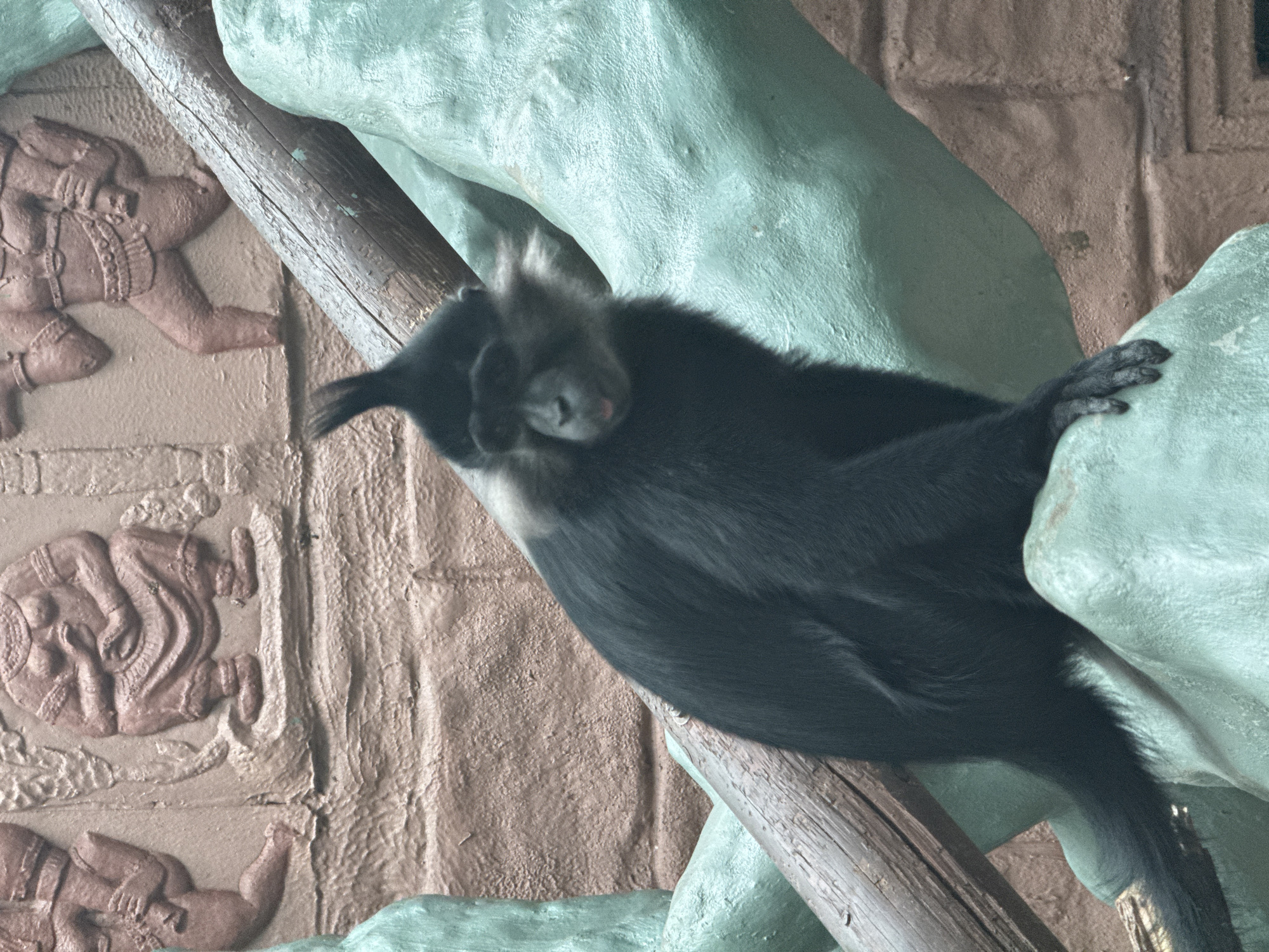 The image shows a black monkey resting on a branch, likely in an enclosure. The background features a textured wall with decorative carvings. The monkey appears to be sleeping, its face obscured. The scene is illuminated by a diffused light source. There is no indication that this image was taken in the city of Izhevsk, Russia.