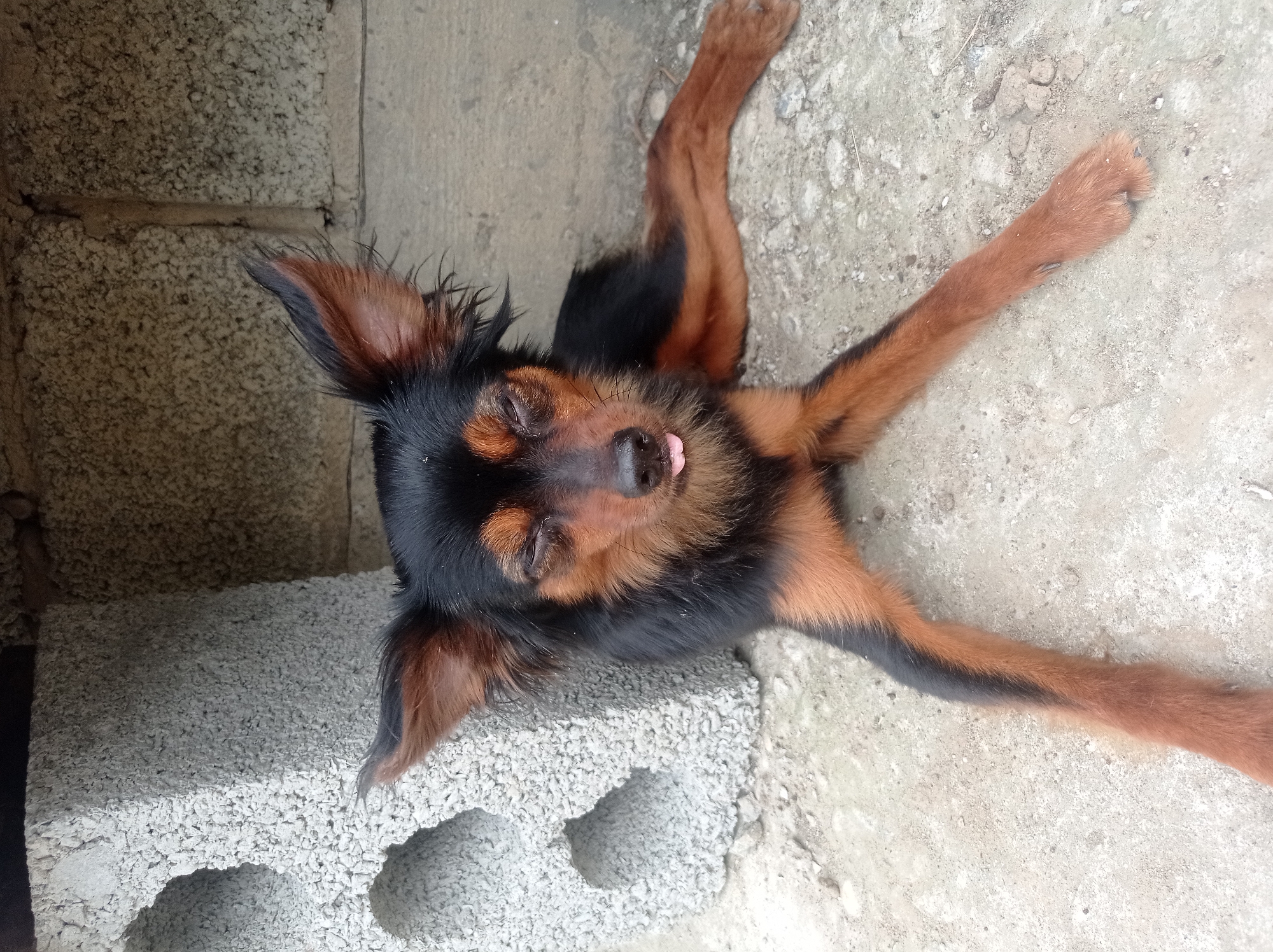 A small black and tan dog is lying on its back on a concrete surface. The dog's eyes are closed, and its tongue is sticking out slightly. Its legs are spread out, and its paws are facing upwards. A grey cinder block is positioned to the left of the dog. The background consists of a textured wall and the concrete ground. The scene appears to be outdoors, possibly in a yard or alleyway. There are no visible text or indications of time of day or weather. The dog seems relaxed or possibly tired.