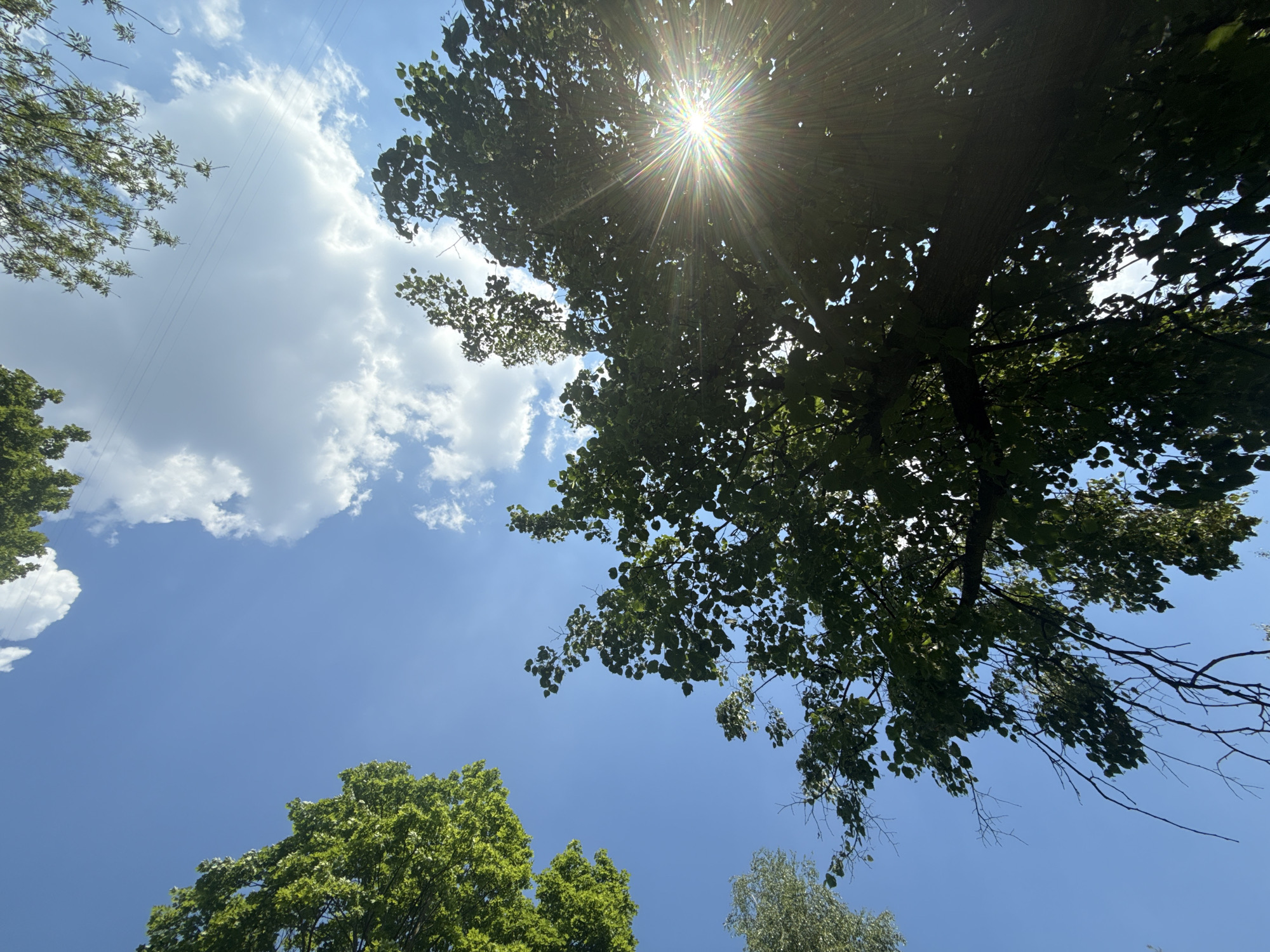 The image is a low-angle shot looking up at trees against a clear blue sky with scattered white clouds. The sun is visible through the leaves of a large tree, creating a sunburst effect with visible rays of light. The foliage is lush and green. The image does not provide any information about the specific location in Moscow, Russia. There are no people or discernible objects other than the natural environment.