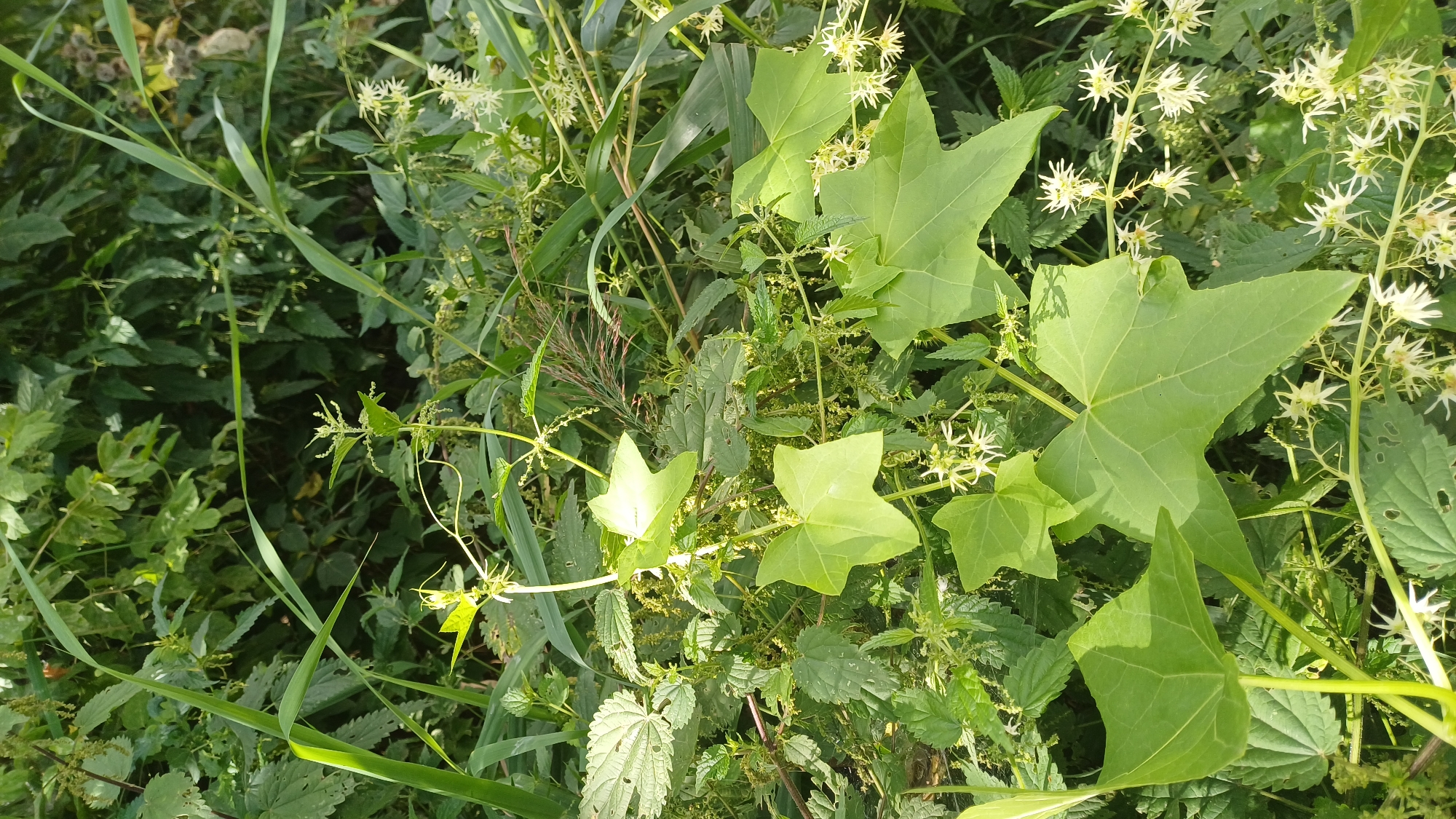 A close-up, eye-level, vertical shot captures a tangle of wild vegetation, likely in a natural or semi-natural area within Izhevsk, Russia. The dominant elements are lush green leaves of varying shapes and sizes, interwoven with thin, light green stems and delicate white flowers. Prominently featured are large, distinctly lobed leaves, some appearing somewhat star-shaped, and smaller, serrated leaves suggestive of nettles. The white flowers are small and star-like, with thin, pointed petals, clustered on slender stems. The background is a dense tapestry of more green foliage, with hints of darker greens and some taller, grassy blades reaching upwards. Sunlight filters through the leaves, creating dappled patterns and highlighting the textures of the plants. The overall impression is one of unchecked natural growth. No people or animals are visible.