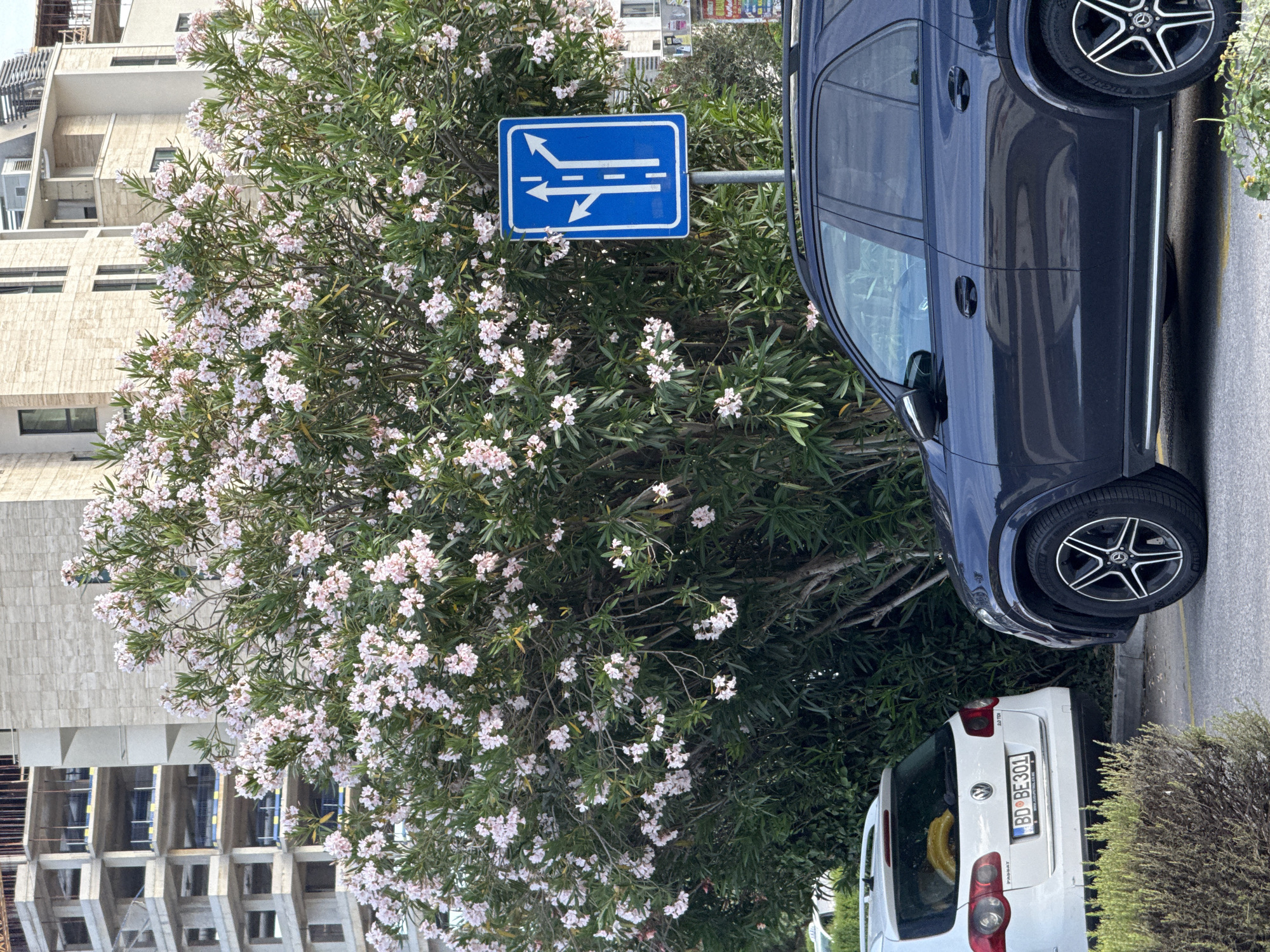 The image presents an urban street scene in Budva, Montenegro, under clear daytime conditions. In the immediate foreground, a dark-colored Mercedes-Benz SUV, possibly a GLE model, is parked facing right, with its front right wheel and side panel visible. The vehicle features multi-spoke black and silver alloy wheels. To the left of the Mercedes and partially obscured by a low, green bush, the rear of a white Volkswagen Passat station wagon is visible, parked perpendicular to the Mercedes. Its license plate, "BD BE 301," confirms the Budva registration.
Dominating the midground is a large, densely foliated bush, likely an Oleander, covered in abundant clusters of small, pale pink to white flowers. The bush extends across most of the frame, from left to right. To the right of this flowering bush, a blue rectangular road sign on a metal pole indicates traffic lane assignments: the left lane permits straight or left turns, and the right lane is for right turns only, with the central lane allowing a straight path.
In the background, an urban environment unfolds. To the far left, a multi-story concrete building is under construction, displaying exposed structural elements and multiple open window frames without cladding. Adjacent to it and further right, several finished, modern buildings are visible. These structures feature light-colored stone or stucco cladding, dark window frames, and some balconies, contributing to a contemporary architectural style. No individuals are visible in the scene.