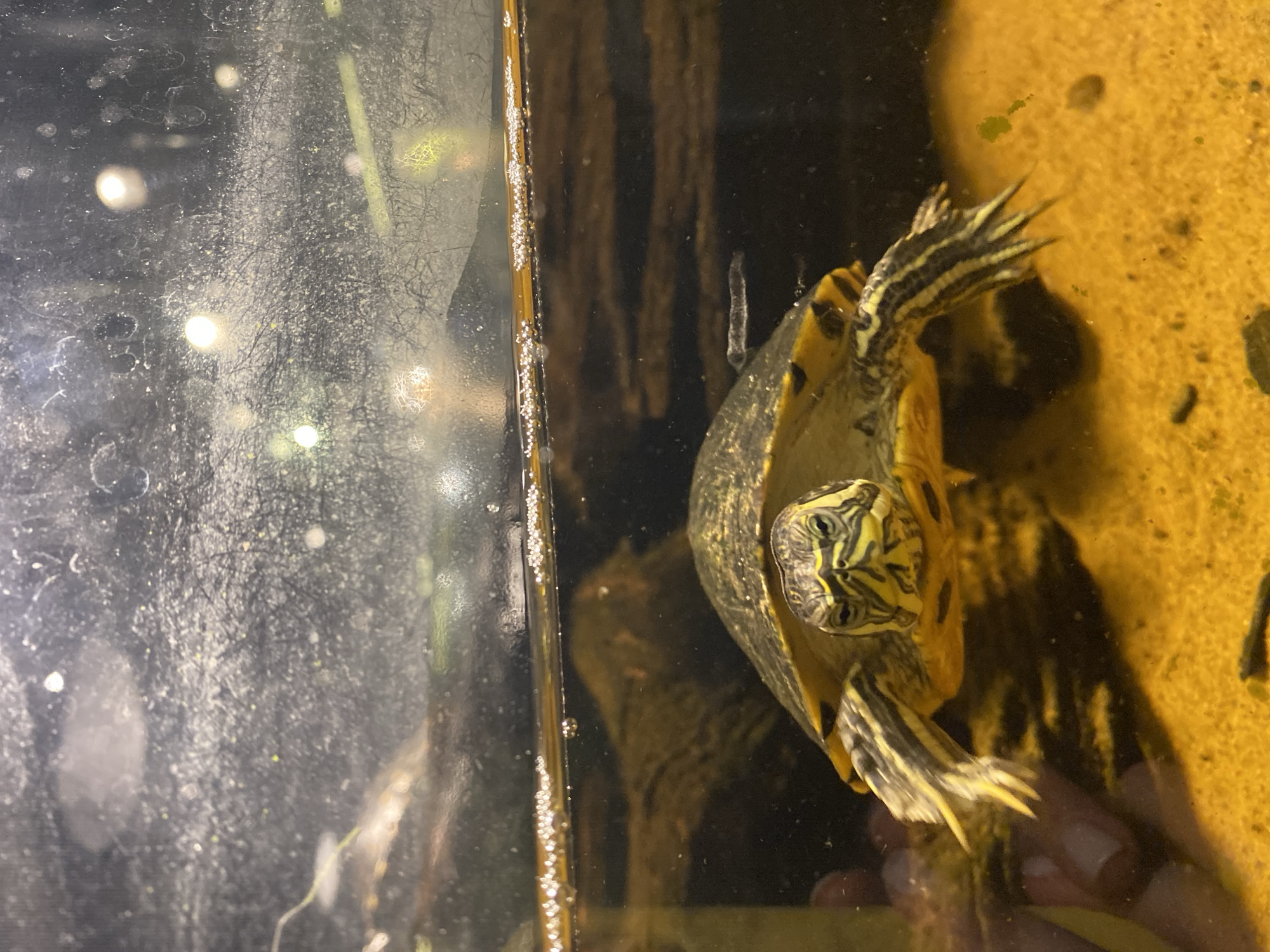 The image shows a red-eared slider turtle partially submerged in water. The turtle is facing the camera, with its head and front limbs visible. The shell is dark green with yellow markings. The water appears to be in an aquarium, as indicated by the reflections and bubbles on the surface of the glass. The background is blurred, but it seems to be a dark, rocky environment with some aquatic plants. There is no discernible information in the image that would indicate a specific location in the city of Đà Nẵng, Vietnam.