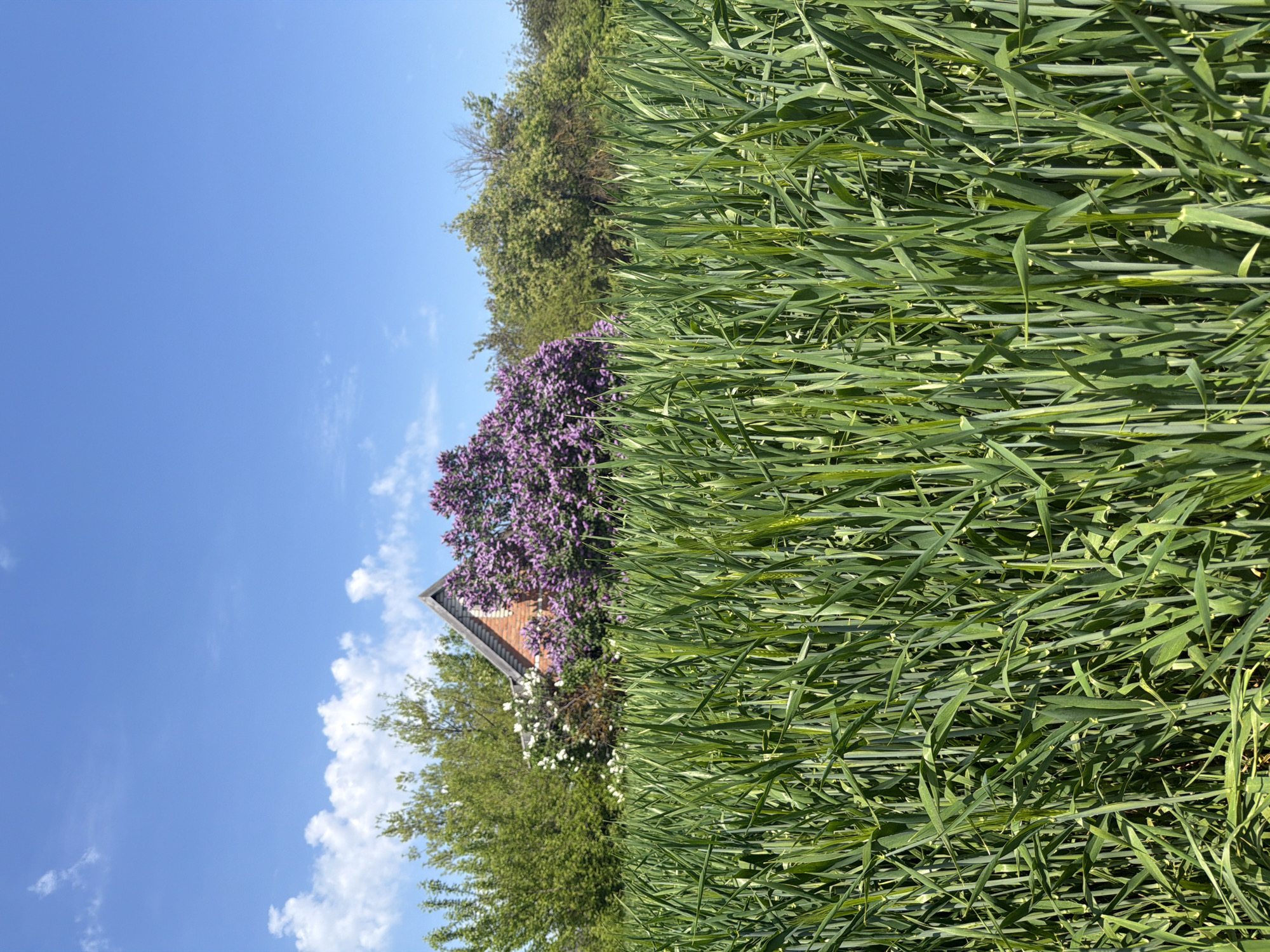 The image depicts a rural scene in Leningradskaya, Russia. A field of green grass occupies the foreground, partially obscuring a small house with a brick roof. A large lilac bush with purple flowers is situated near the house. Trees and other vegetation are visible in the background, set against a blue sky with scattered white clouds. No people are present in the image.