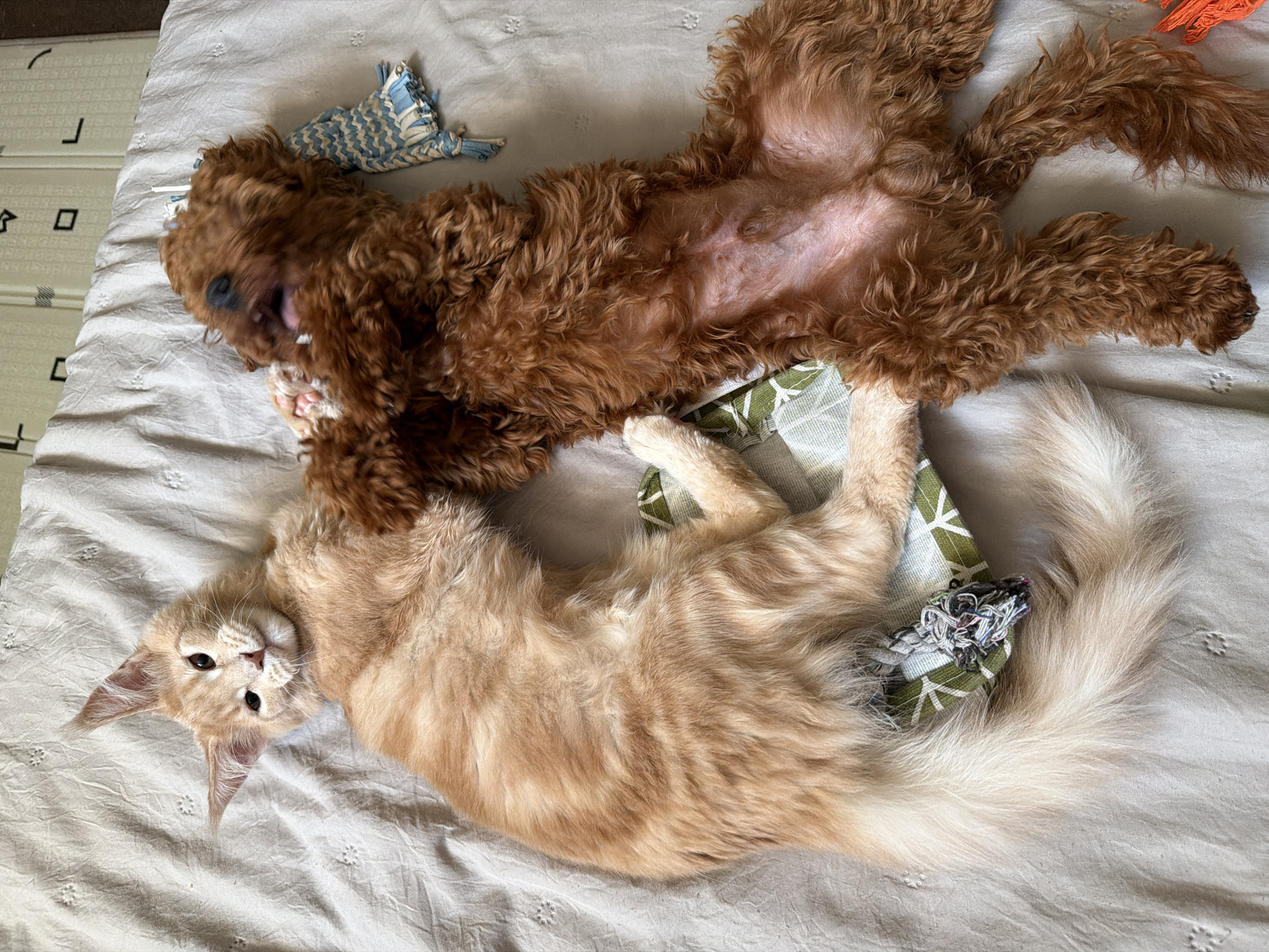 Two young animals, an orange Maine Coon kitten and a brown poodle puppy, lie on a light beige textured blanket, playing together. The kitten is on its back, with its front paws extended upwards, and the puppy is on its back, biting a blue and white striped toy. The kitten's eyes are open, and it appears to be looking at the puppy. The puppy's tongue is visible as it plays with the toy. A green and white patterned cloth is under the kitten. The background appears to be a bed or sofa. There are no people visible in the image. The scene is indoors, likely in a home. The location in Sofia, Bulgaria is not discernible from the image.
