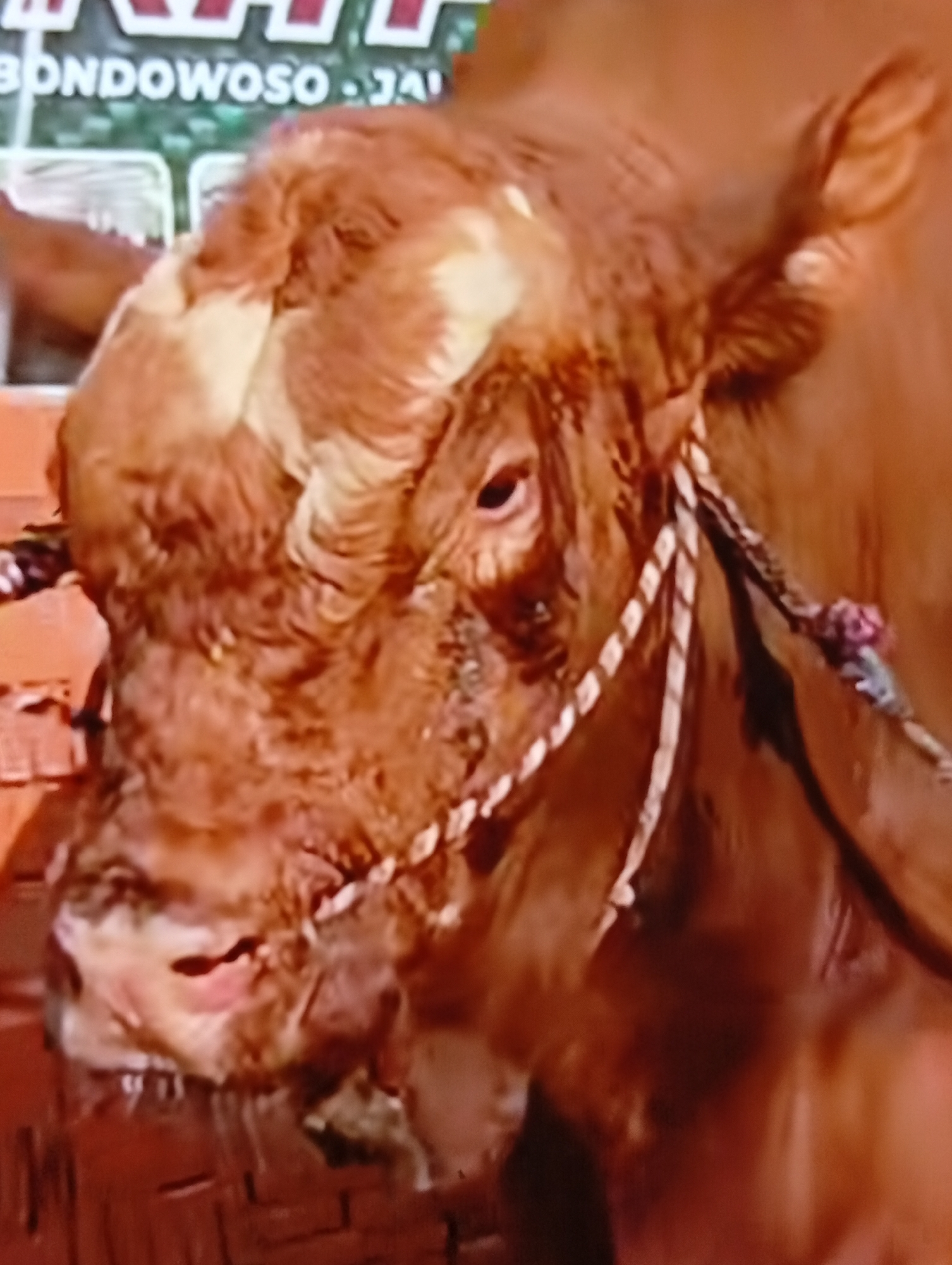 This close-up image portrays a robust, reddish-brown bull with distinct white patches on its forehead and the top of its head. The bull's right eye is visible and appears alert, with some dark streaking below it. Its muzzle area shows considerable frothing and saliva, appearing to drip from its lower lip. A thick, braided white rope, functioning as a halter, is secured around its head and neck, featuring small pink and purple decorative fabric elements tied into it near the bull's left side. In the blurred background, a banner or sign is partially visible, displaying the text "BONDOWOSO JA'". The lower left portion of the image shows an orange-brown structure, possibly brickwork or fencing, suggesting an enclosure. This scene is located in the city of Lhokseumawe, Indonesia.
