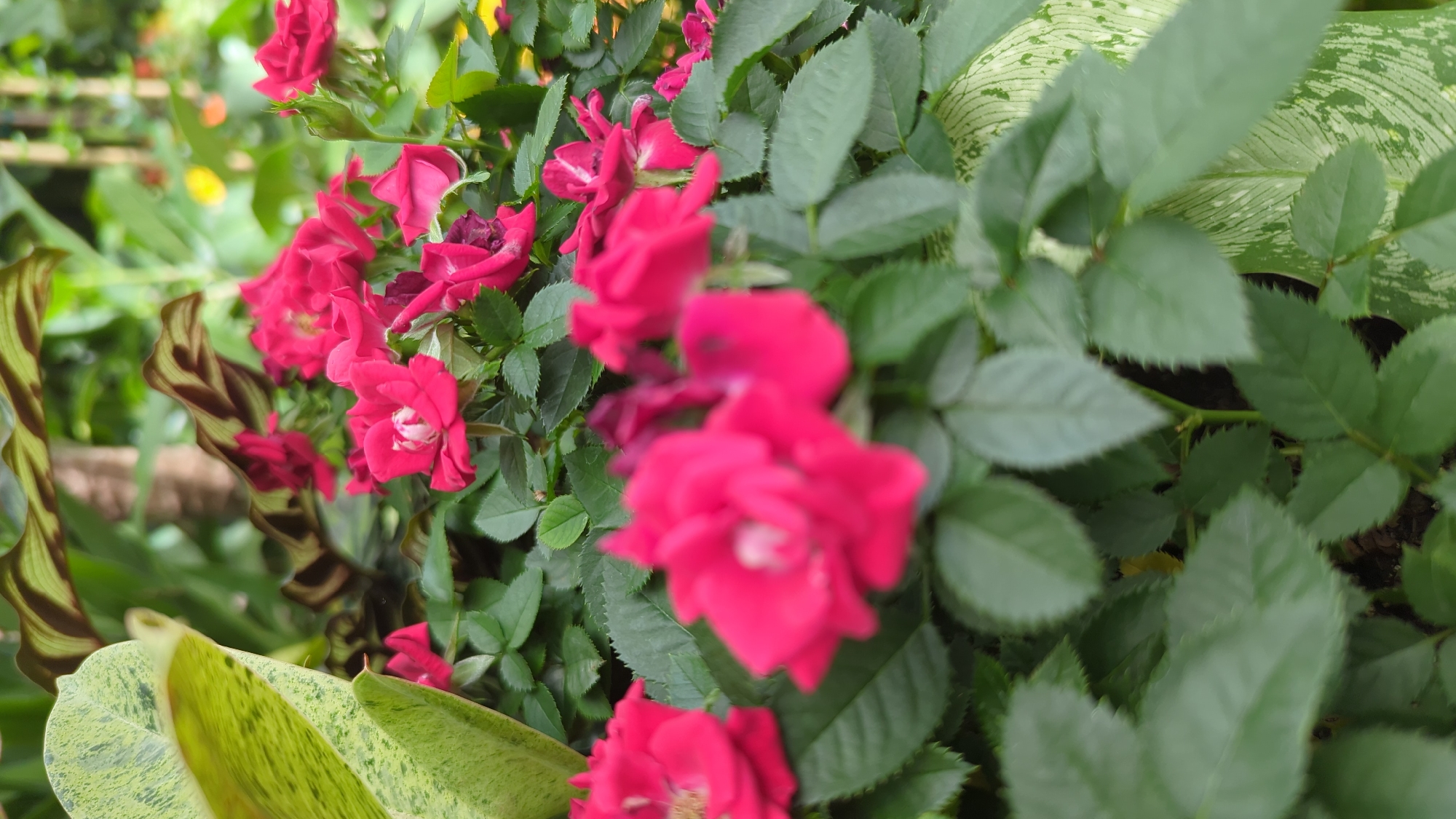 The image is a close-up, vertical shot of a cluster of small, dark pink roses with green foliage. The roses are in various stages of bloom, with some fully open and others still budding. The background is a blur of more greenery and some abstract shapes that might be other plants or foliage. The lighting suggests an outdoor setting, possibly a garden or park. There are no people or any indication of specific location details that would allow for identification of Laval, Canada. The focus is solely on the botanical elements of the scene.