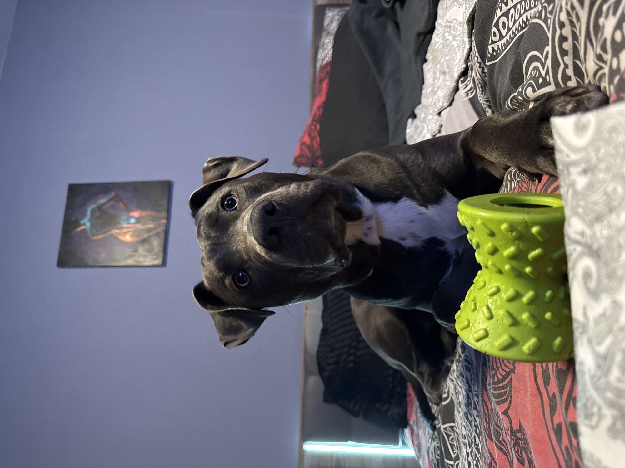A dark grey dog with white markings on its chest lies on a bed with patterned sheets. In the foreground, a bright green, textured dog toy is visible. The dog is looking directly at the camera. Behind the dog, a headboard with integrated LED lighting is partially visible, and a framed artwork depicting a human figure hangs on a light purple wall. The overall environment appears to be a bedroom. The image does not contain information about its location in Varna, Bulgaria.