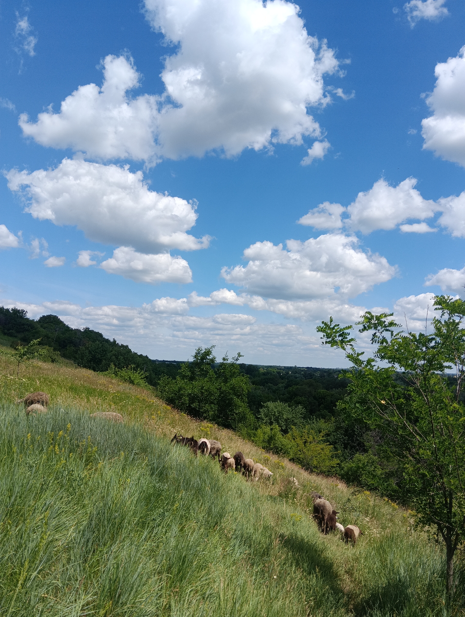 A flock of sheep grazes on a grassy hillside under a bright blue sky dotted with fluffy white clouds. The sheep are spread out across the slope, some in a line, others more scattered, peacefully munching on the green vegetation. The hillside is covered in tall, lush grass, with some wildflowers interspersed throughout.
In the background, a dense forest stretches across the horizon, its varied shades of green indicating different types of trees and foliage. The landscape suggests a rural or natural setting, likely a pasture or a hilly rural area. The lighting indicates it is daytime, with the sun casting a gentle illumination on the scene. The overall mood is serene and tranquil, capturing a moment of pastoral life. No text is visible in the image.