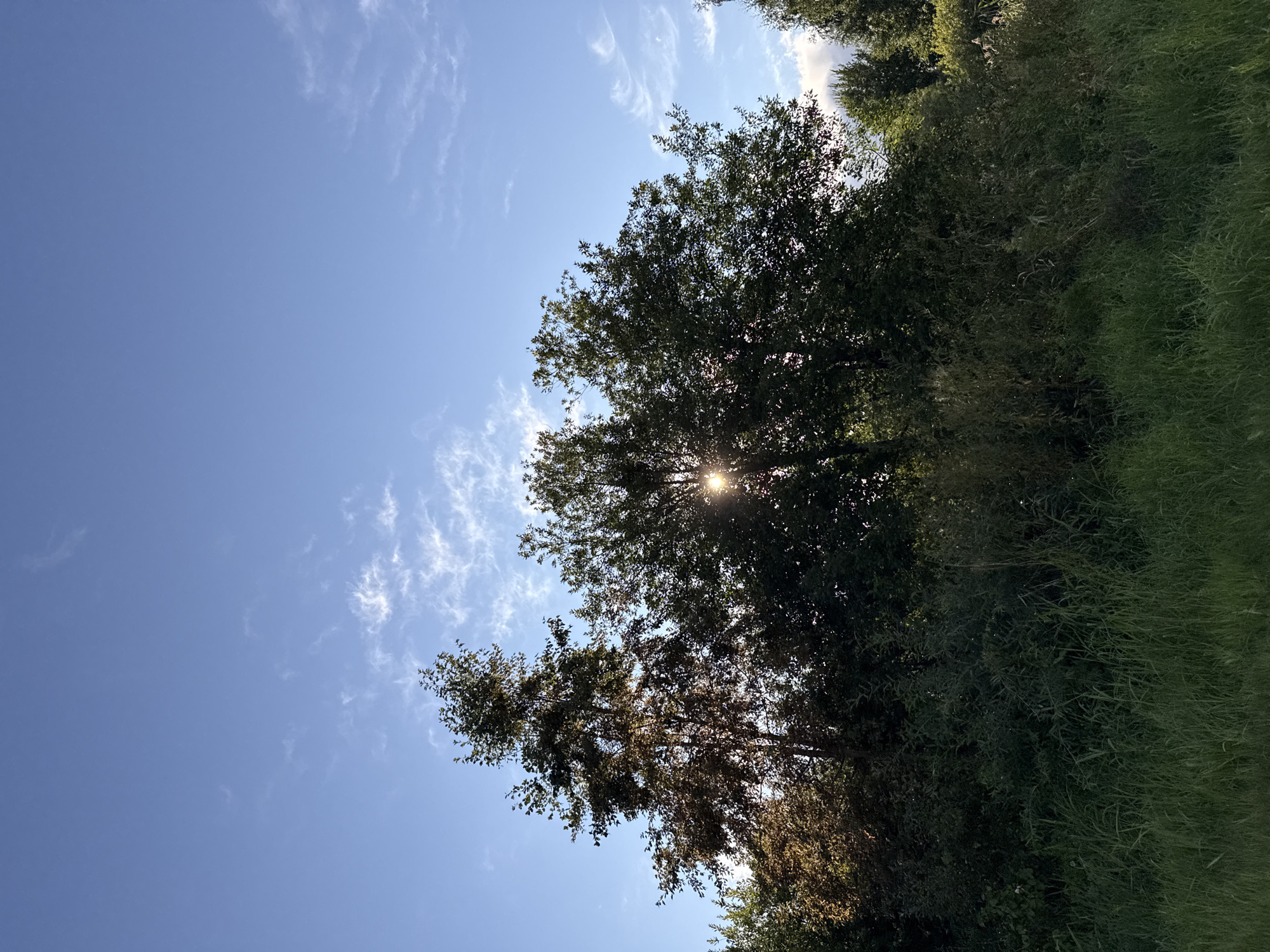 The image depicts a sunlit scene with a clear blue sky dotted with wispy white clouds. In the foreground, tall green grass grows, transitioning into a dense thicket of various trees and shrubs. Sunlight filters through the leaves of a large tree in the center, creating a bright lens flare and casting rays. The trees are lush and green, with some of the foliage on the left appearing illuminated and tinged with golden light. The overall impression is of a natural, outdoor environment under a bright sky. There are no people or man-made structures visible in the image. Based on the composition and natural elements, this scene could be found in any natural park or wooded area. Without further context or landmarks, it is not possible to definitively place this image within Tallinn, Estonia.