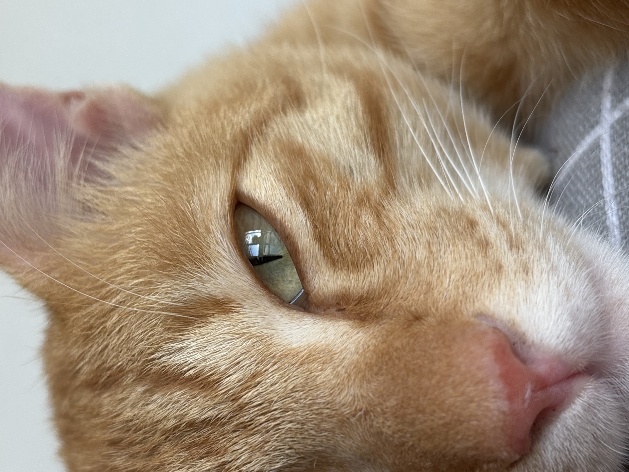 Close-up of an orange tabby cat's face. Focus on the cat's eye, whiskers, ear, and pink nose. The background is blurred and shows a grey object with a white grid pattern and a white surface. The location in Cemagi, Indonesia is not evident from the image.
