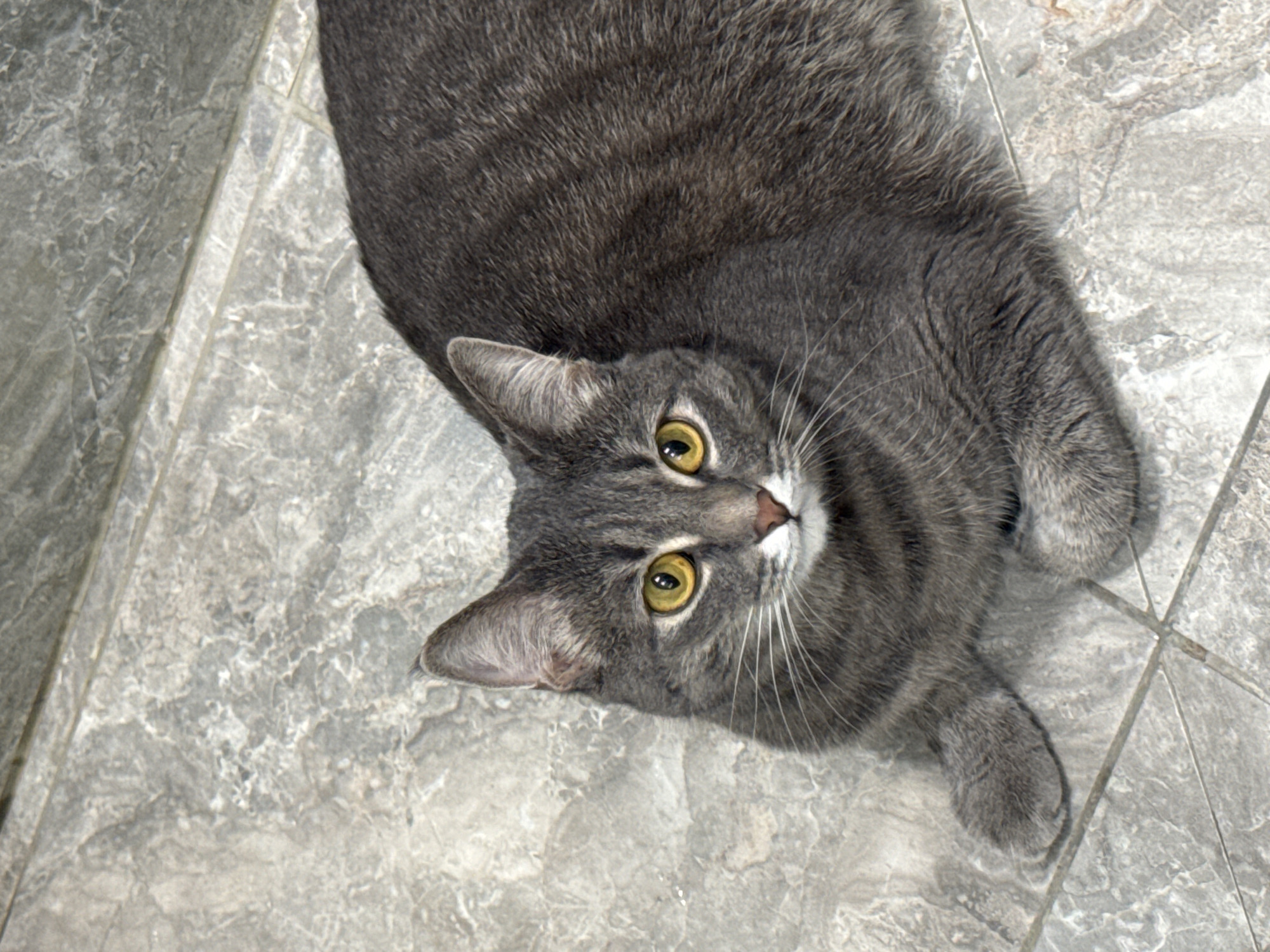 An overhead shot captures a grey tabby cat lying on a tiled floor. The cat's body is mostly visible, with its head turned sharply upwards, looking directly into the camera. Its fur is a mix of dark and light grey, displaying classic tabby stripes and patterns, particularly visible on its head and legs. The cat has striking, large, round yellow-green eyes that appear alert and curious. Its whiskers are prominent and white, fanning out from a small pink nose and white chin area. One ear is fully visible, slightly cocked, while the other is partially obscured by its body.
The cat is positioned on a light grey tiled floor, which features a subtle marbling or speckled pattern in varying shades of grey. The grout lines between the tiles are visible, forming a grid, and indicate the floor is composed of rectangular tiles. The lighting suggests an indoor setting, and no specific time of day or weather can be inferred. There is no visible text in the image. The scene takes place in Chaikovsky, Russia.