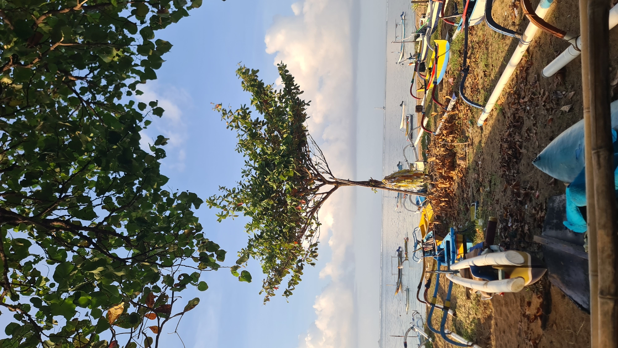 A low-angle, full shot captures a serene beach scene in Denpasar, Indonesia, under a bright, cloudy sky. The foreground is dominated by the sandy shore, strewn with dry leaves and several colorful outrigger canoes. These canoes, some painted in vibrant yellow, blue, and white, rest on the sand, their outriggers extending outwards. In the mid-ground, a solitary tree with lush green foliage stands tall, its trunk adorned with yellow and white streamers. Beyond the tree, the calm ocean stretches out, dotted with more outrigger canoes gently floating on the water. The horizon is marked by a clear blue sky, punctuated by fluffy white clouds. The overall impression is one of peaceful tranquility, likely captured during a calm morning or late afternoon.