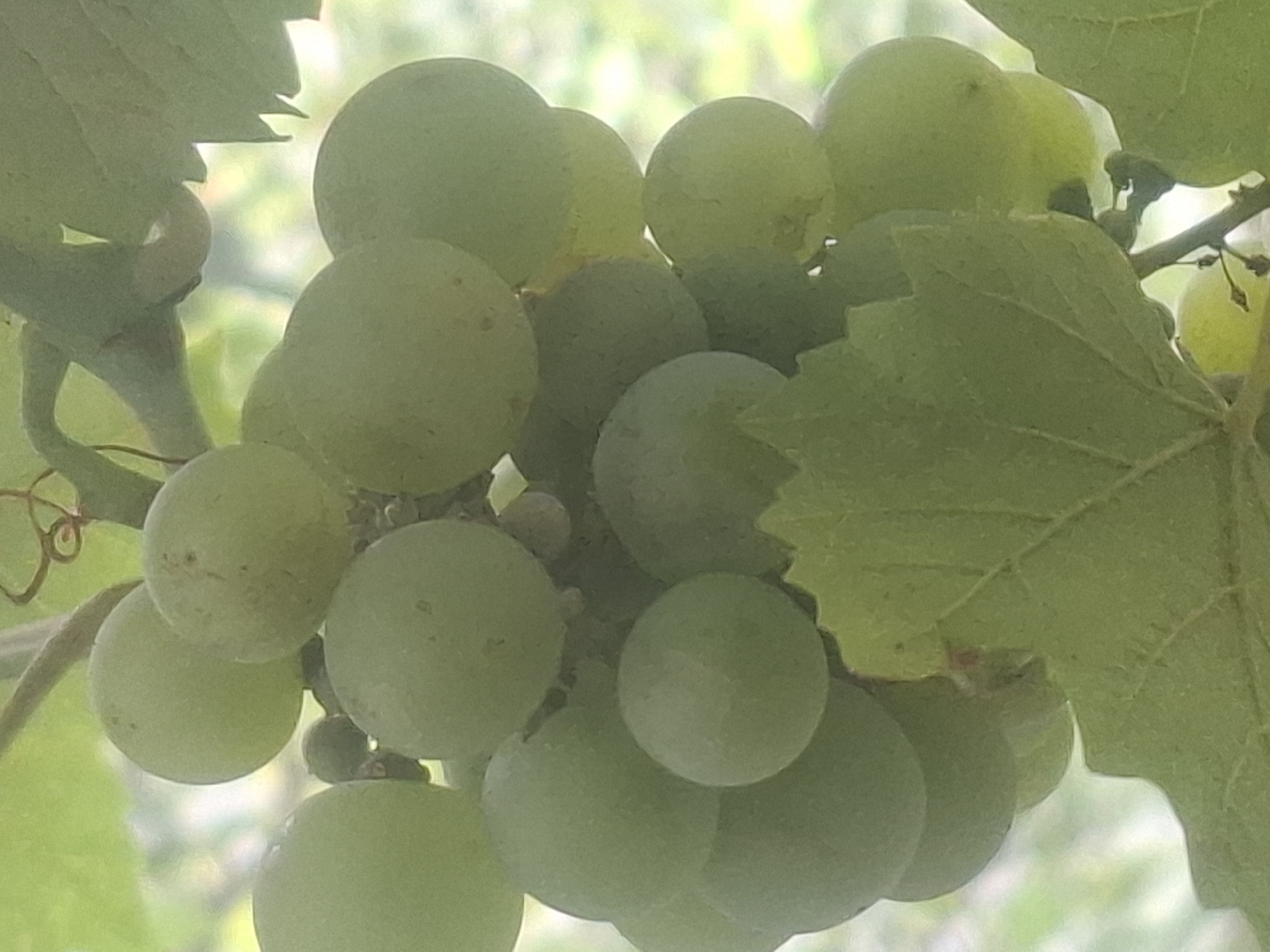 The image shows a close-up view of a cluster of unripe green grapes on a vine, with green grape leaves partially obscuring the view. The grapes are round and vary slightly in size, appearing to be tightly packed together. The background is a blurred green and white, suggesting foliage and possibly sky. There are no people or any discernible urban elements present in the image, and therefore no specific location in the city of Almaty, Kazakhstan can be identified. The lighting appears to be natural daylight, casting soft shadows. The overall impression is of a natural, outdoor setting focused on the fruit and foliage.