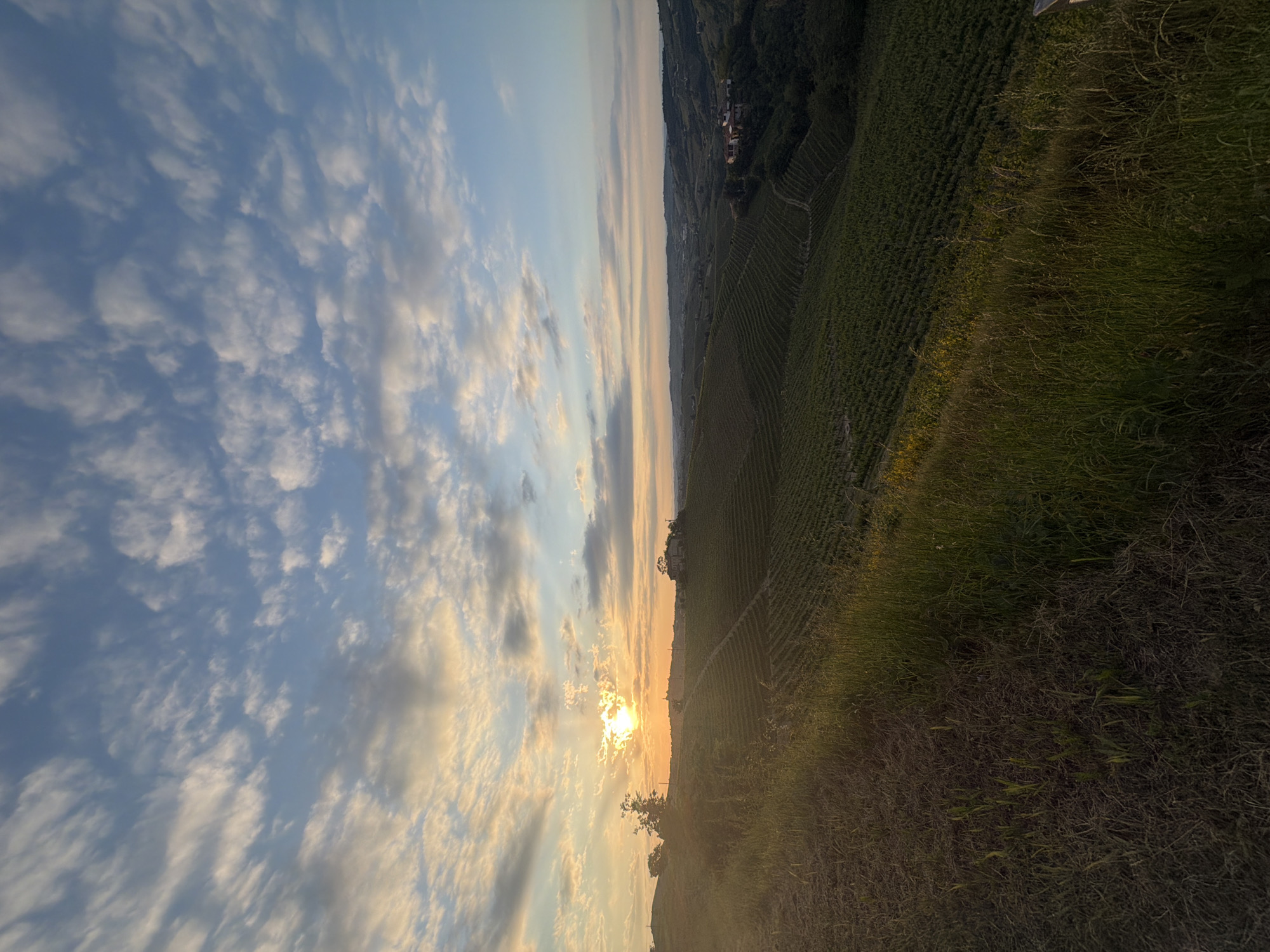 The image depicts a vineyard landscape near Santo Stefano Belbo, Italy, at sunset. The sky is filled with altocumulus clouds, tinged with golden light around the setting sun. The vineyards stretch across terraced hillsides, with rows of grape vines visible. The foreground shows grassy vegetation.