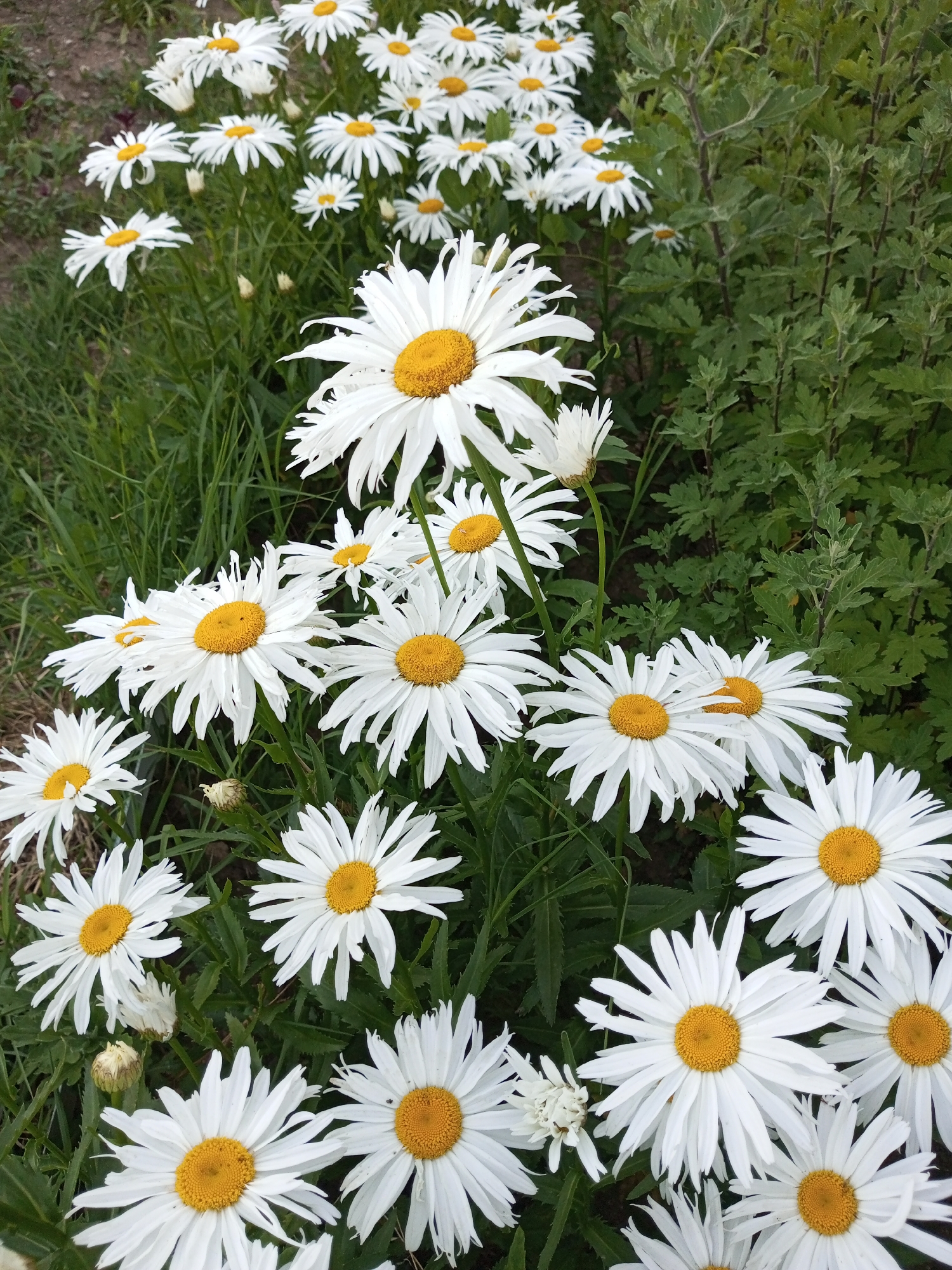 The image showcases a cluster of white daisies with bright yellow centers, set against a backdrop of lush green grass and foliage. The daisies are in various stages of bloom, with some fully open and others still budding. The sunlight appears to be soft, suggesting it might be morning or late afternoon. The scene conveys a sense of natural beauty and tranquility, evoking a feeling of peace and serenity. The location is identified as Ароматновское сельское поселение, Ukraine, hinting at a rural or garden setting. No people or animals are visible in the image, and there is no visible text.