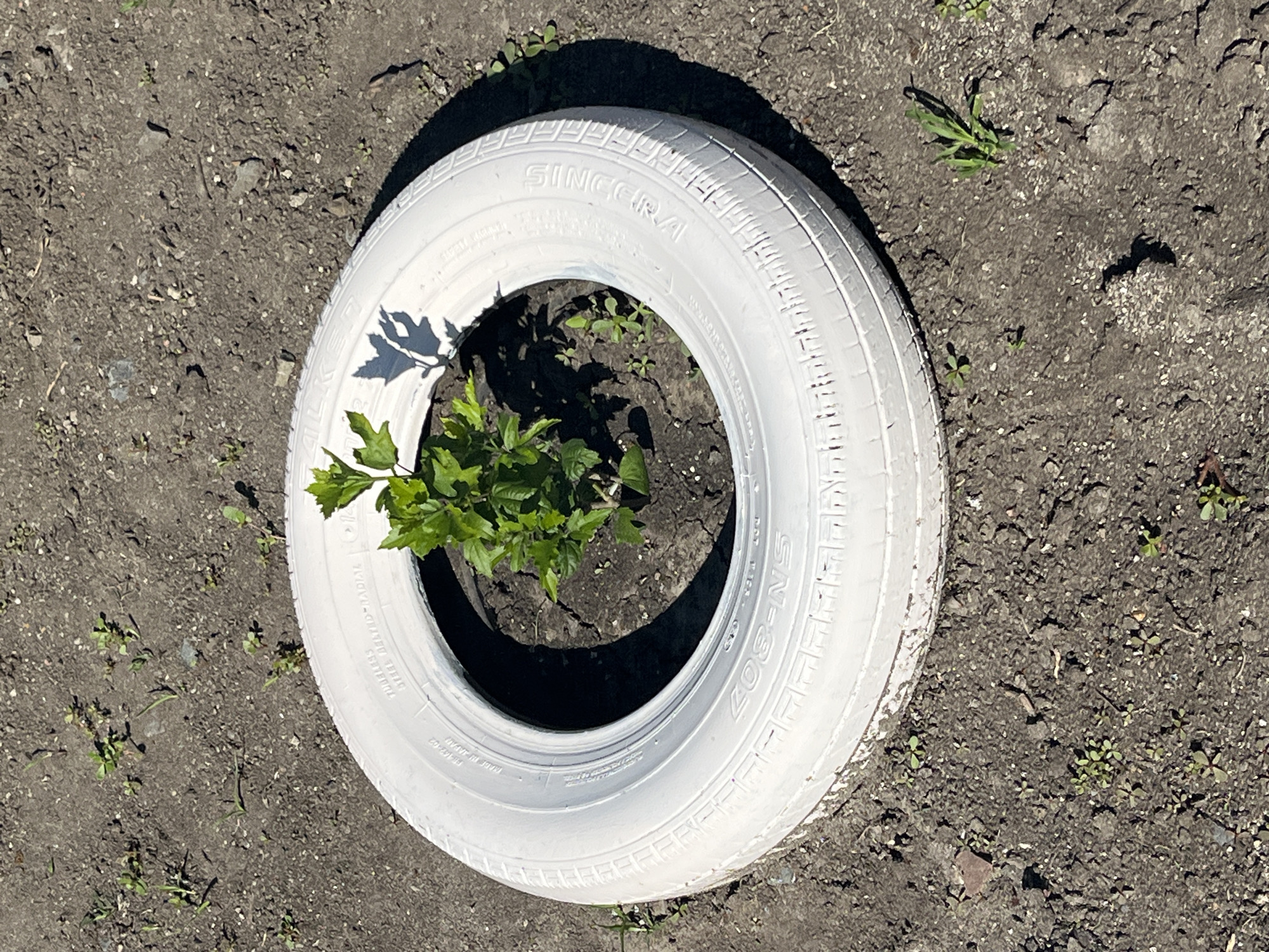 The image depicts a single, white-painted car tire placed on dark, dry soil. A small, green plant with several leaves is growing in the center of the tire, casting a shadow on the tire's inner surface. The soil surrounding the tire is sparsely populated with small green weeds. The lighting suggests it is daytime, with direct sunlight creating strong shadows. The scene appears to be outdoors, likely in a garden or undeveloped area. There are no people or animals present. The tire has text embossed on its surface, some of which is legible, indicating it is a "TUBELESS STEEL BELTED RADIAL" tire, made in Japan. The tire is weathered, with some of the white paint peeling at the bottom. The overall impression is one of a simple, perhaps recycled, planter. The location in the city of Ravnets, Bulgaria, is a fact not ascertainable from the image content.