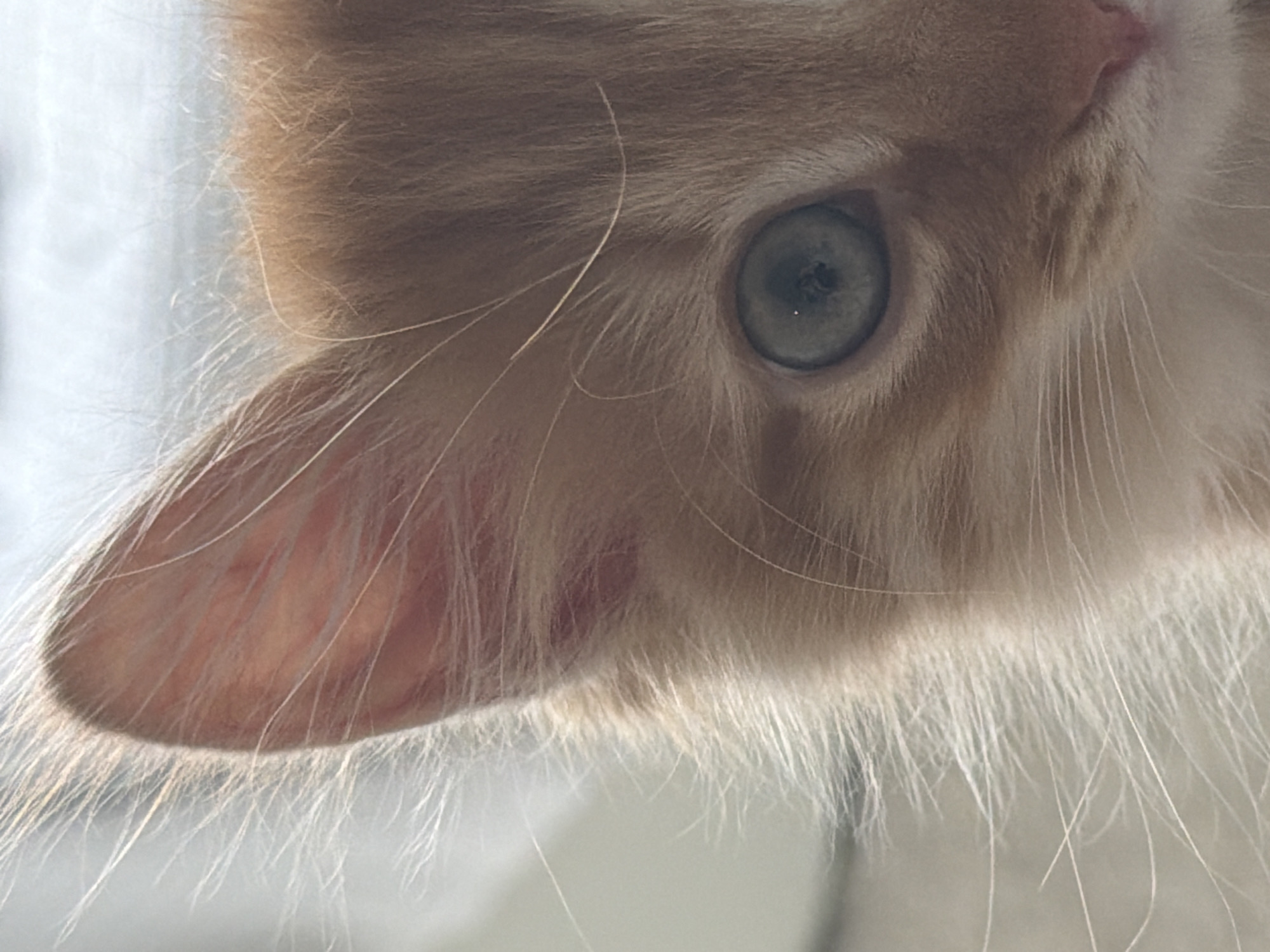 Close-up image of a light orange cat's face. The cat's left ear is visible, along with its eye and part of its nose. The eye is light green. Long white hairs are present near the cat's nose and mouth. No information on Khimki, Russia.