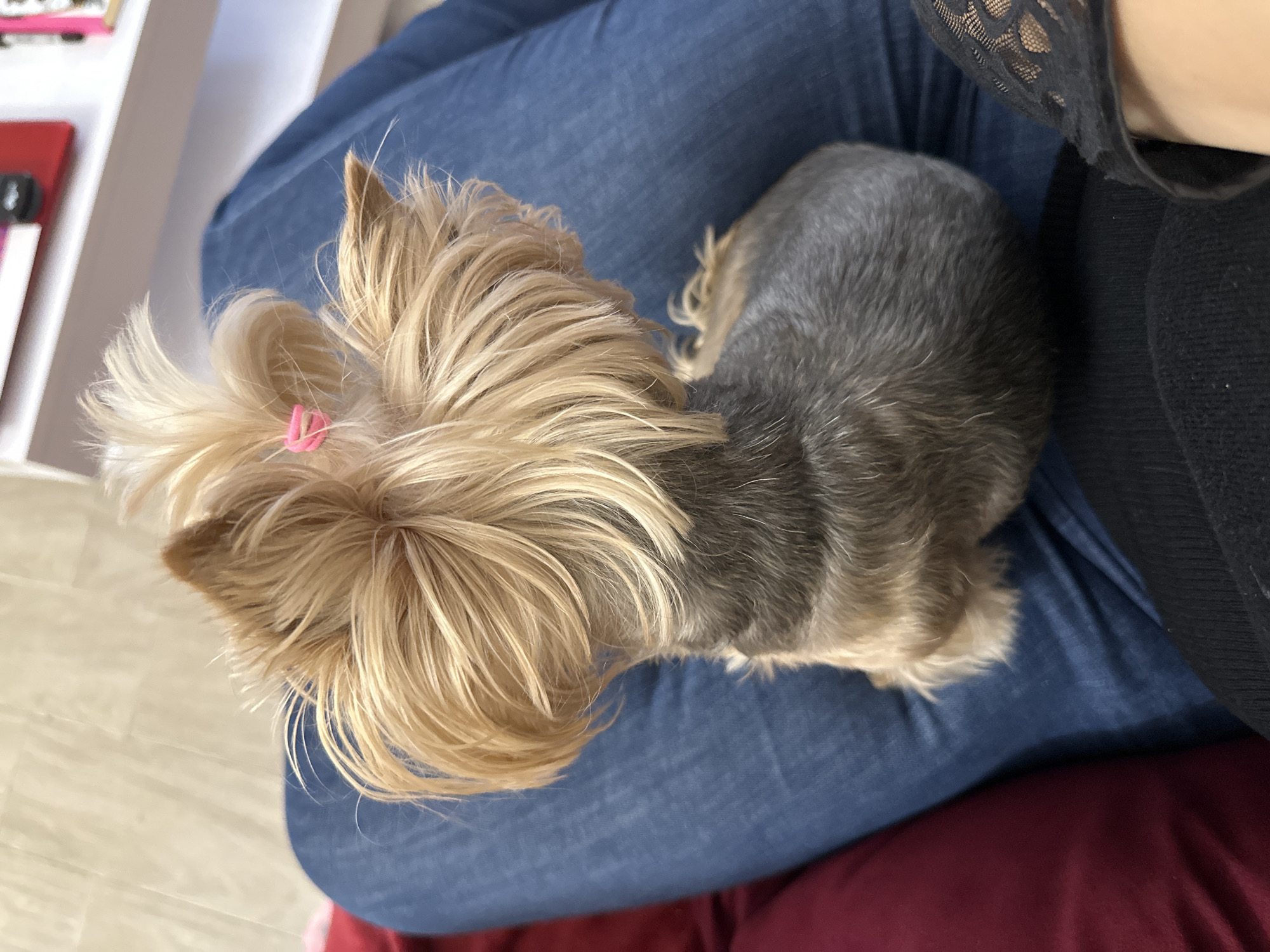 A small Yorkshire Terrier with a pink hair clip is resting on a person's lap. The person is wearing blue jeans and black clothing with lace. The dog's coat is a mix of blonde and grey. The background includes a white shelf with a red book. The location is not discernible from the image.