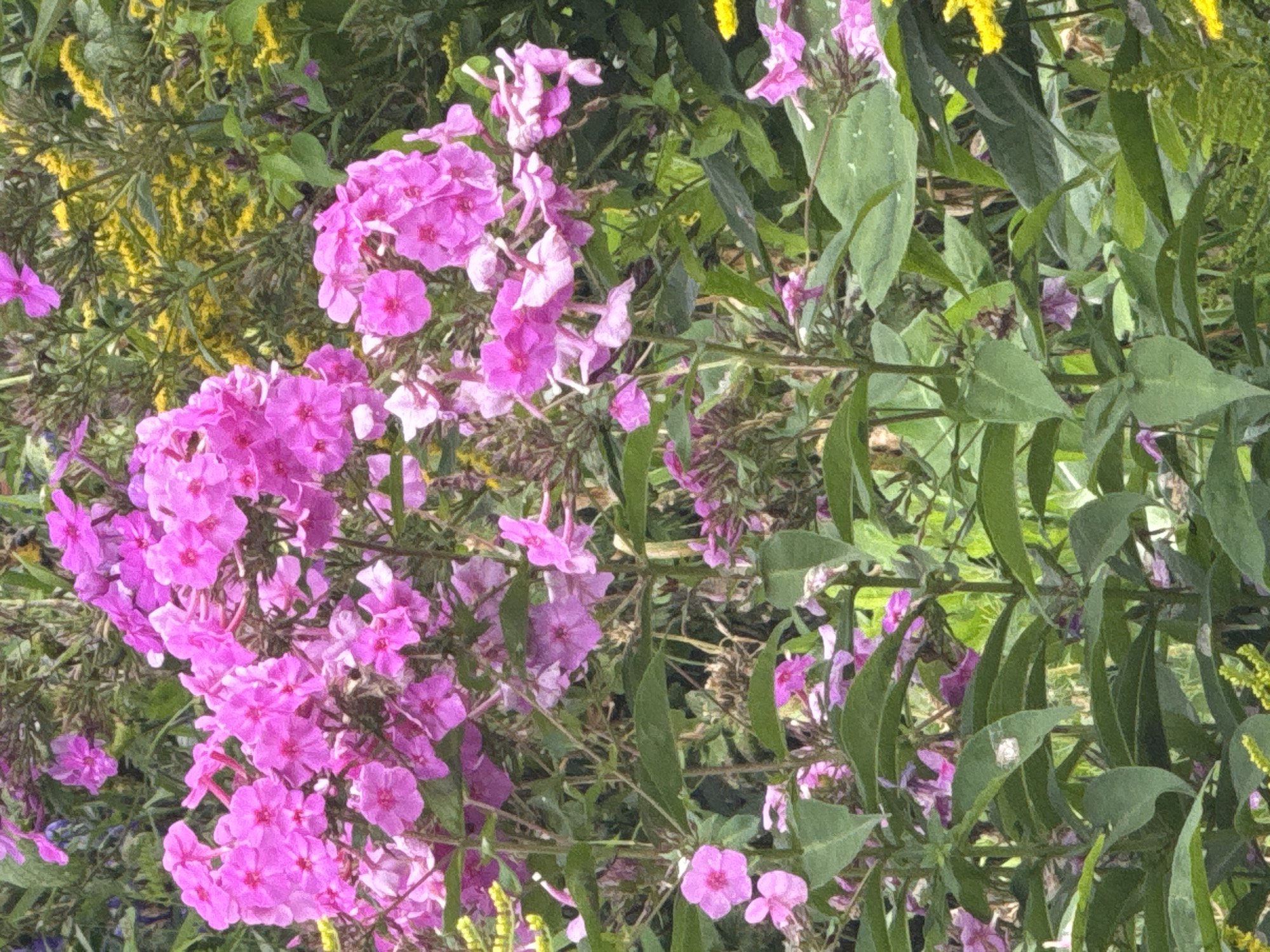 This is a medium shot, eye-level, vertical, full-color photograph of pink phlox flowers and green foliage in what appears to be a garden setting. The flowers are in bloom, with clusters of small, bright pink petals. Some of the flowers are in focus, while others are blurred, creating a sense of depth. The leaves are a vibrant green and appear healthy. In the background, there are hints of yellow flowers and darker green foliage, suggesting other plants are present. The lighting is natural, with the sun illuminating the flowers and casting soft shadows. There are no people or animals visible in the image. The scene is peaceful and natural, evoking a sense of summer bloom. The location is unknown.