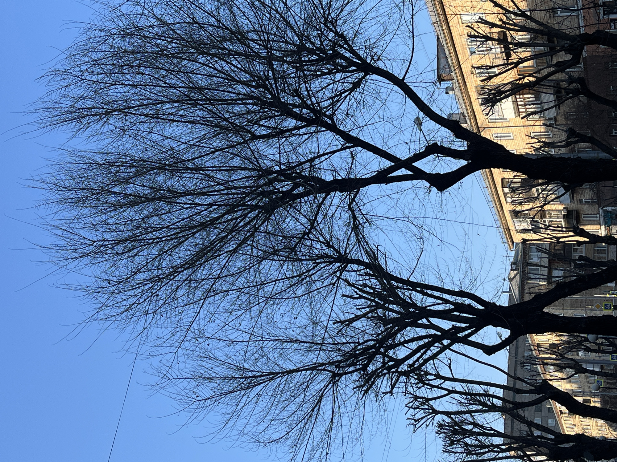 The image depicts a view of bare tree branches silhouetted against a clear blue sky. In the background, a multi-story building with numerous windows is visible. The image suggests a scene in an urban environment during a time of year when the trees are without leaves. A street sign is also visible.