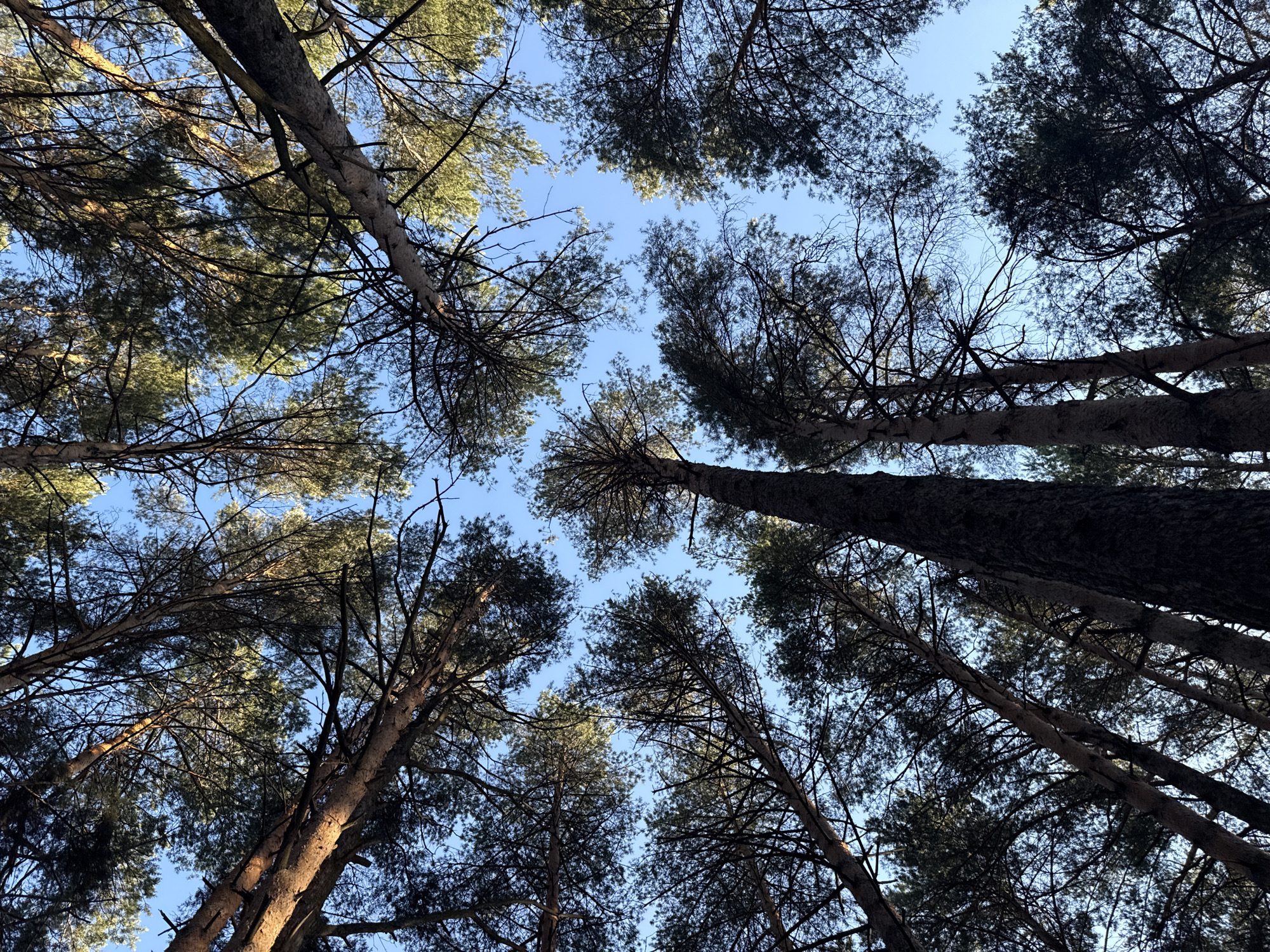 This media file presents an upward-looking view into the canopy of a pine forest. Tall, slender tree trunks and branches frame a clear, bright blue sky. The trees are predominantly dark, appearing as silhouettes against the lighter sky, with many branches either bare or sparsely covered with needles. Some of the tree trunks and upper branches are illuminated by warm, golden sunlight, suggesting either early morning or late afternoon light, while other parts remain in shadow.
The branches interlace and crisscross, creating a natural, intricate pattern. The overall impression is one of towering height and natural grandeur. There are no people or discernible objects other than the trees and sky. No activity is taking place; the image captures a static natural scene. The weather appears clear and sunny, without clouds. No visible text is present in the image. The specified location context is Chaikovsky, Russia.
