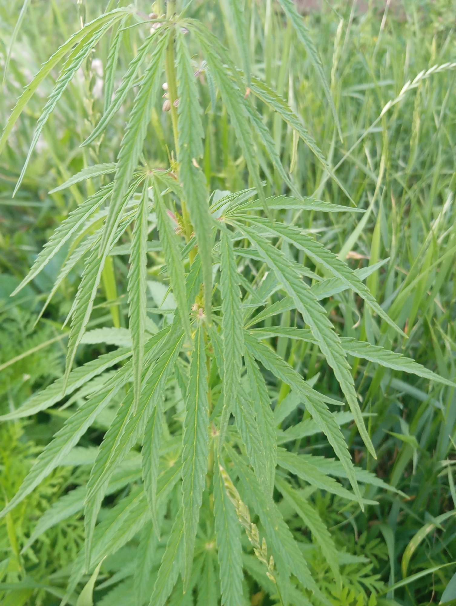 A close-up, vertical shot focuses on a cannabis plant with serrated, palmate leaves against a blurred background of tall green grass and other foliage. The plant's stem is visible, and small seed pods or developing flowers are scattered along it. The overall scene suggests an outdoor, natural setting, possibly a field or overgrown area. The location is identified as Sofiivska Borshchahivka, Ukraine. There are no people or animals depicted in the image.