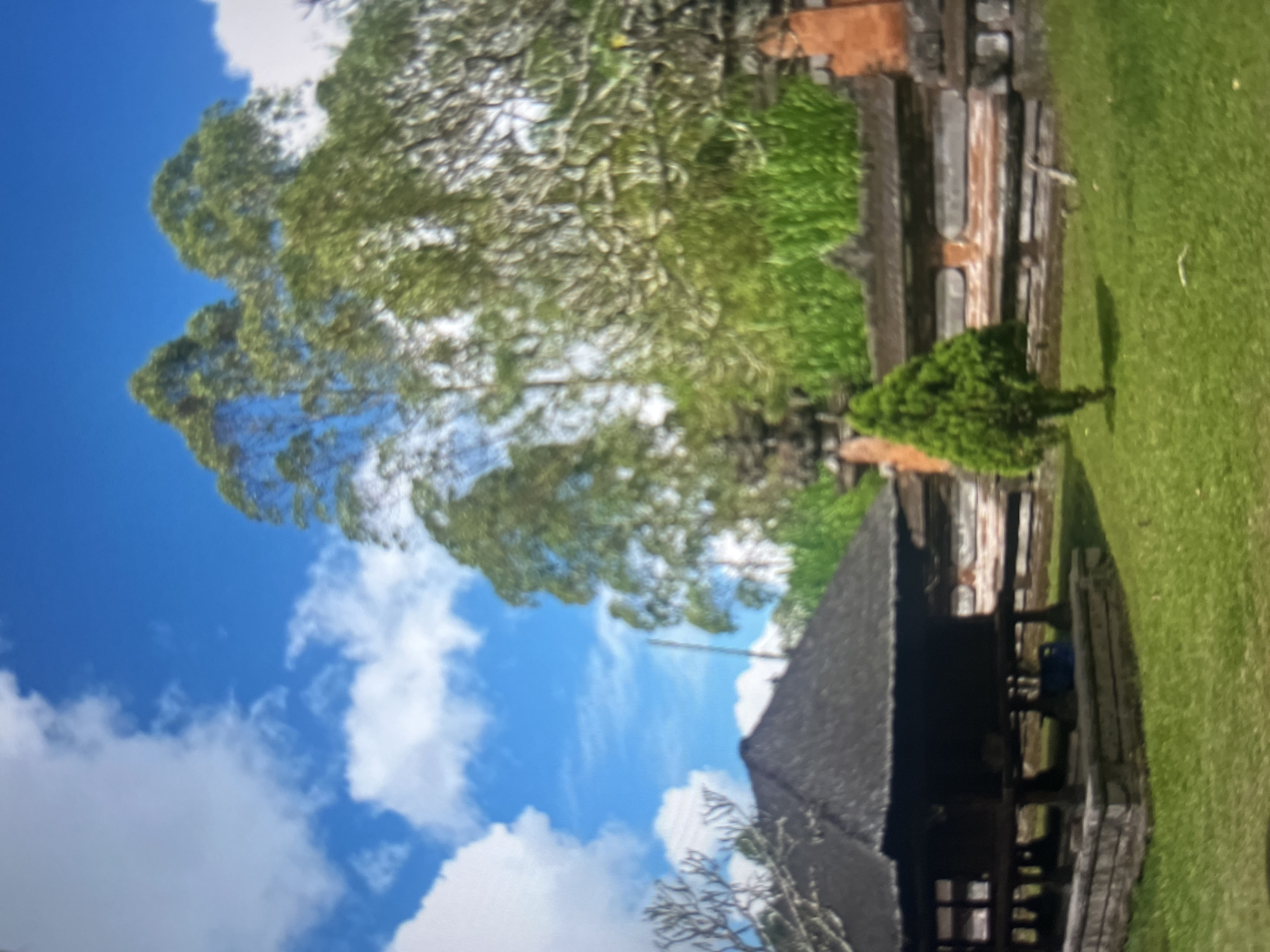 A thatched-roof pavilion sits on a grassy lawn under a bright blue sky dotted with fluffy white clouds. Large trees with lush green foliage dominate the background, interspersed with glimpses of a stone wall and brick structures. A small, conical evergreen tree stands in the middle of the lawn, casting a shadow. The scene appears to be a tranquil outdoor setting, possibly a park or a temple courtyard in Cirahayu, Indonesia.