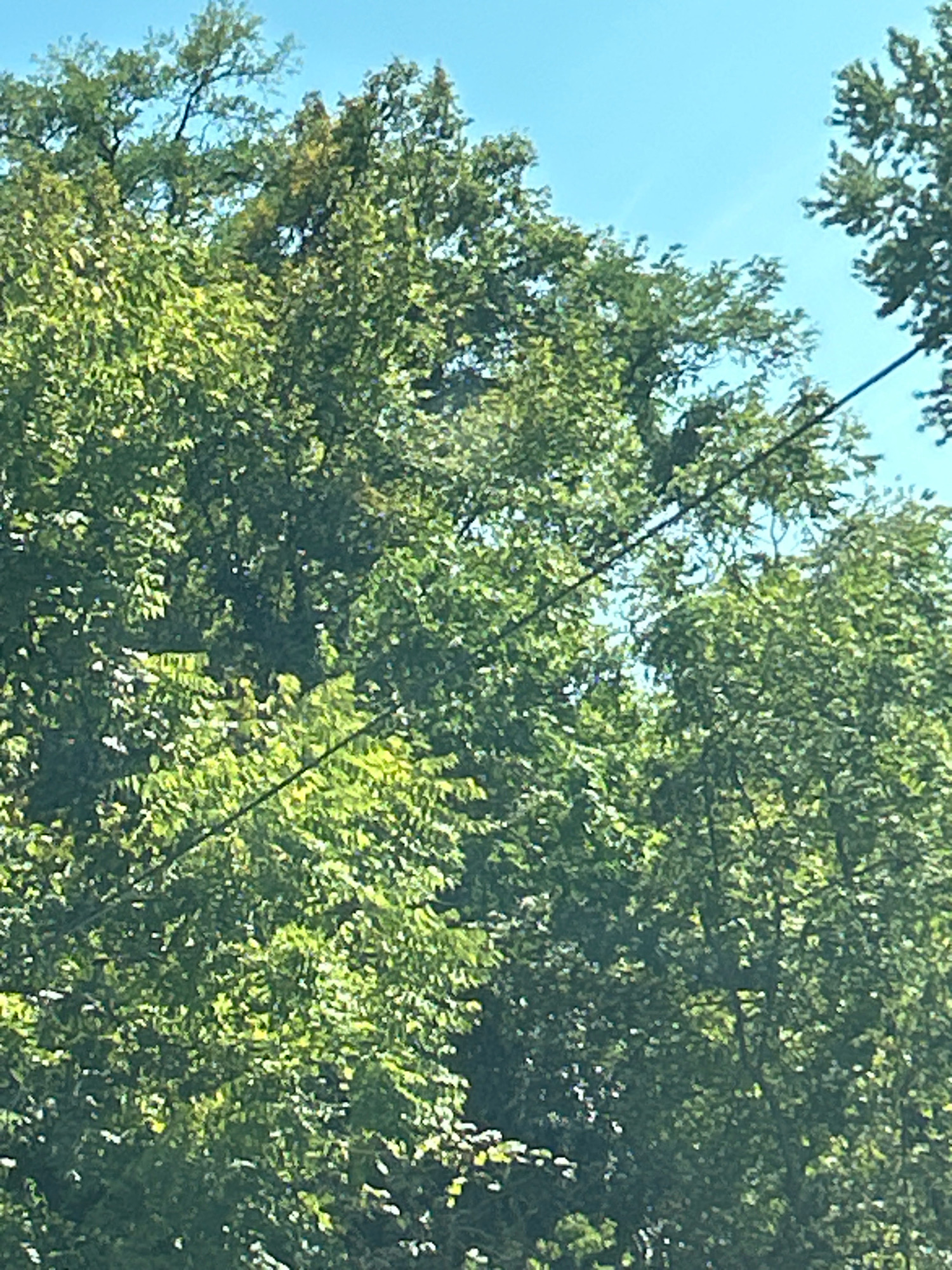 The image shows a dense canopy of green trees against a clear blue sky. A black wire is visible stretched diagonally across the upper right portion of the frame, suggesting the presence of utility lines. The sunlight filters through the leaves, creating a dappled effect. The setting appears to be a natural area within the city of Pittsburgh, United States of America, likely a park or a residential area with mature trees. There are no people or discernible objects other than the trees and the wire.