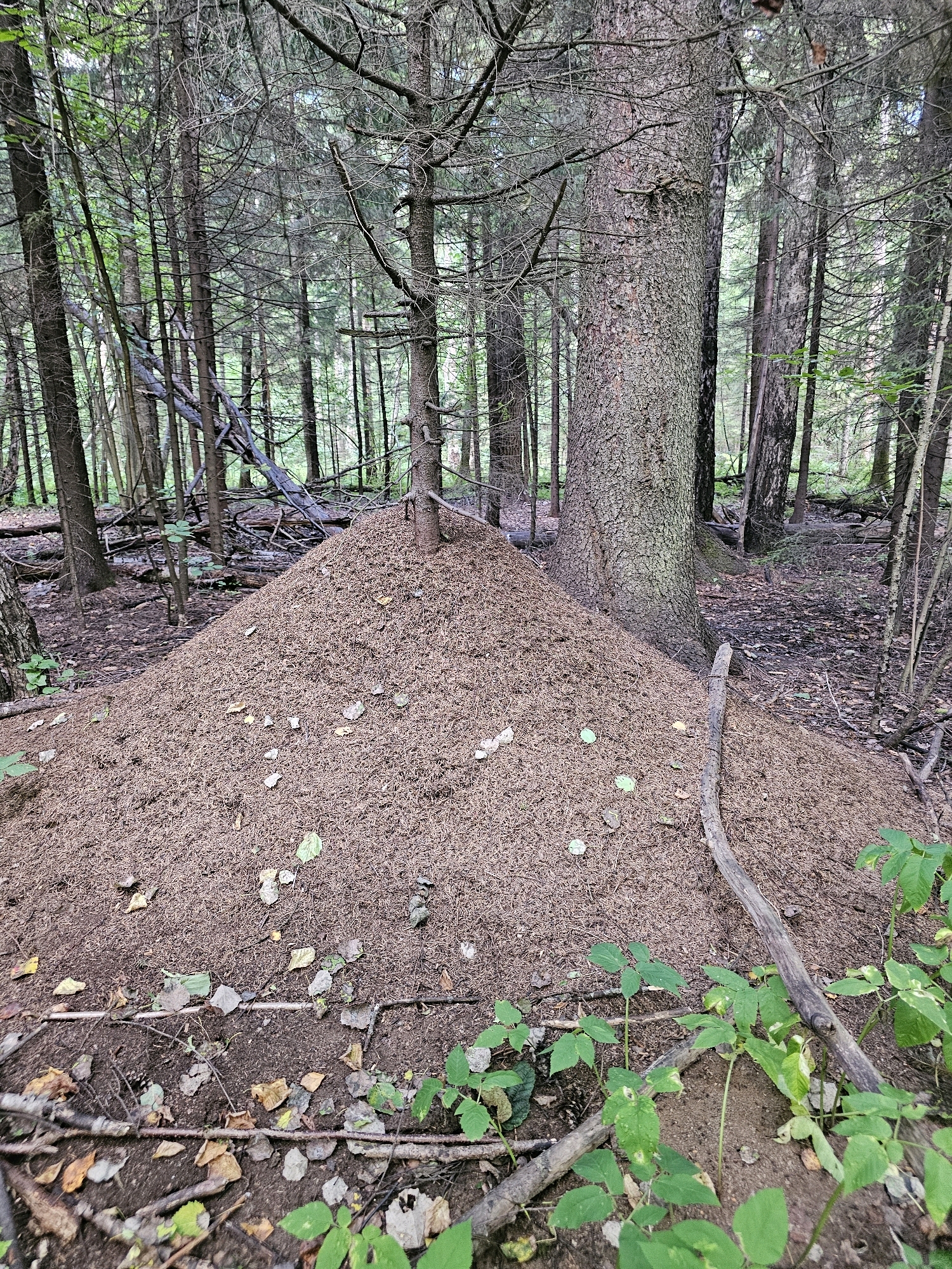 The image shows a large anthill in a forest in Chukholovo, Russia. The anthill is a mound of soil and pine needles, approximately 1.5 meters high and 3 meters wide. It is located at the base of a large spruce tree. The surrounding forest is dense with pine and birch trees, with a thick undergrowth of ferns and moss. The ground is covered with fallen leaves and pine needles. There are no people or animals visible in the image.