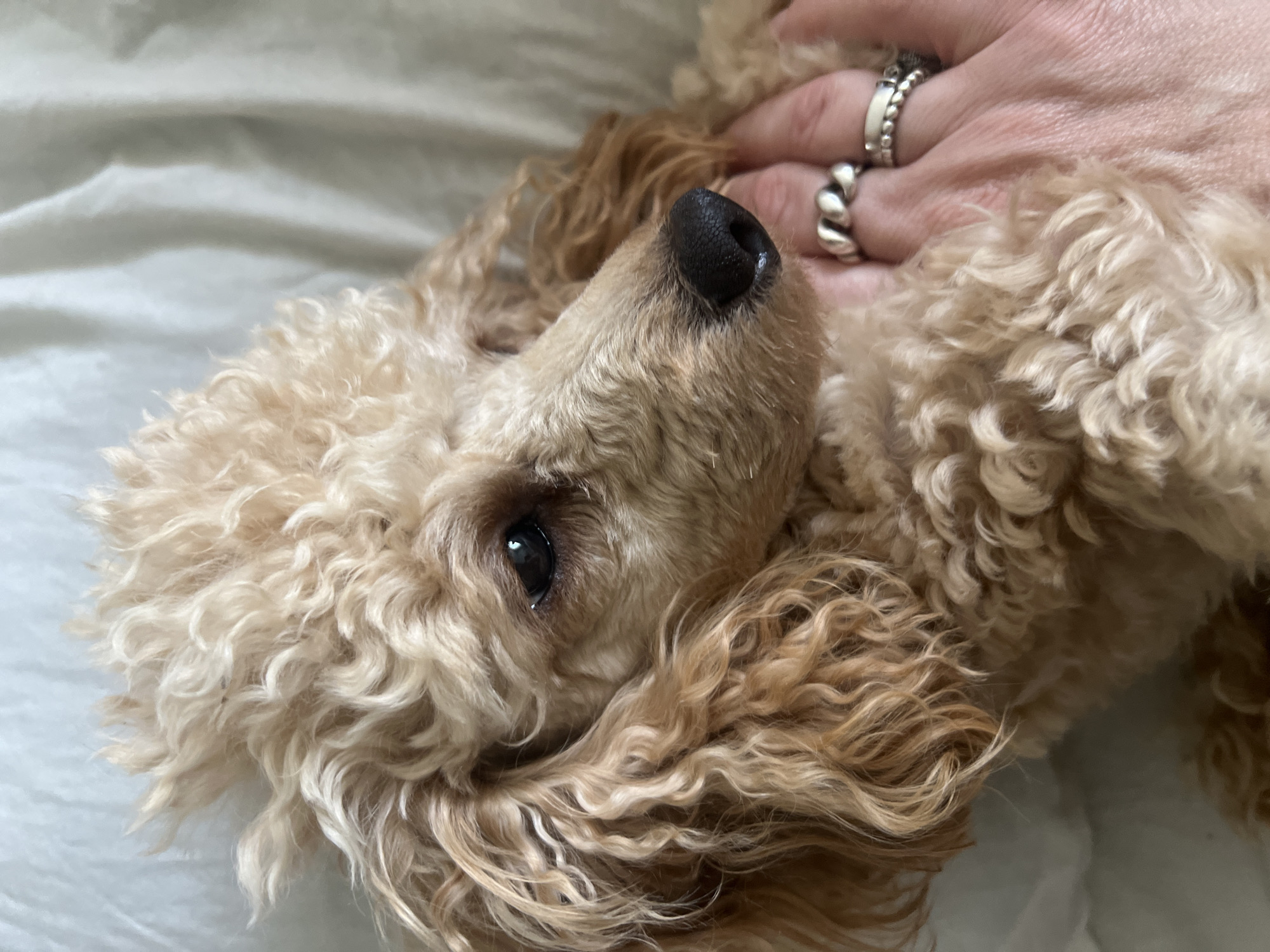 The image is a close-up shot of a light brown poodle with curly fur, resting on a white, wrinkled fabric surface, possibly a bed or sofa. The dog's head is turned to the right, showing its dark eye and black nose. A human hand with two silver rings on its fingers is gently touching the dog's fur near its muzzle. The lighting is soft and diffused, suggesting an indoor setting. There is no indication of the location being Kharkiv, Ukraine.