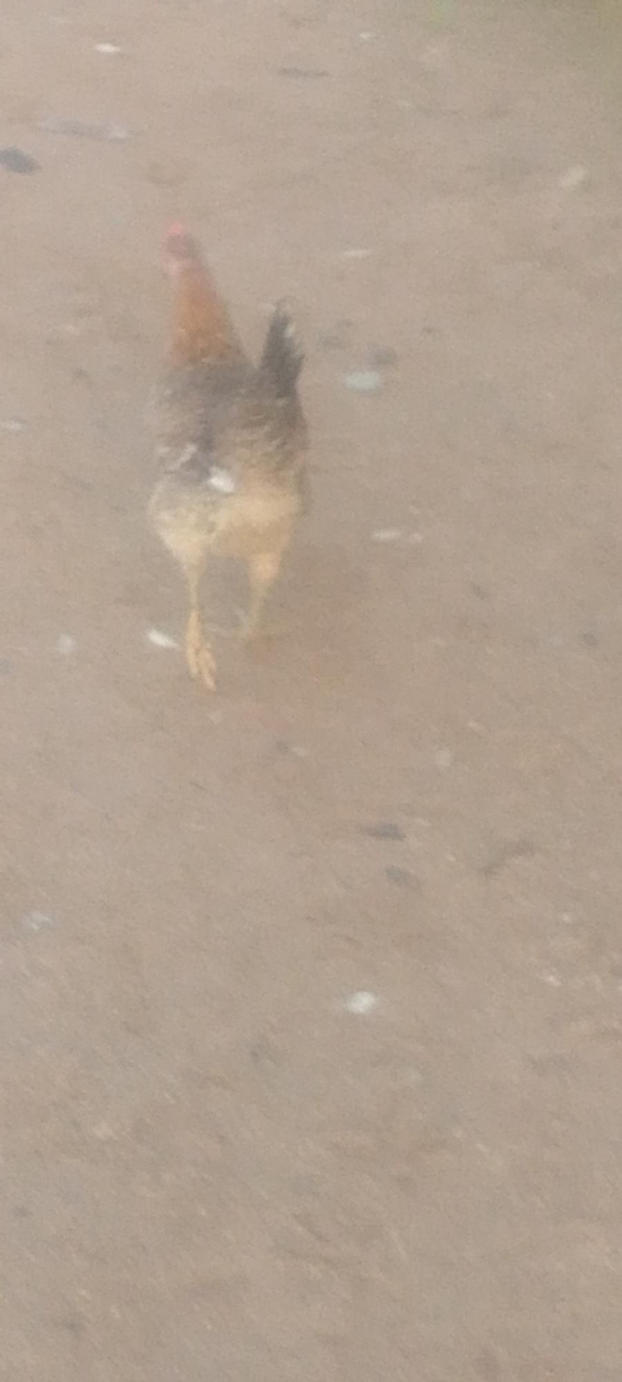 A single chicken is walking away from the camera on a dirt path in Jalingo, Nigeria. The chicken is brown and black with white markings on its back. The dirt path is a light brown color and has a few small white feathers scattered on it. The background is blurred, but it appears to be an outdoor environment.