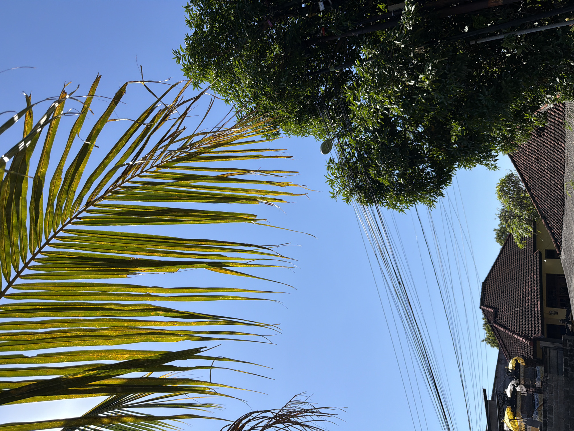 A low-angle outdoor shot captures a clear blue sky with wispy, thin palm fronds hanging from the top left of the frame. Sunlight filters through the fronds, highlighting their green and yellow tones. To the right, a large, lush green tree fills the mid-ground, its leaves dense and vibrant. A street lamp is visible on a pole to the right of the tree. Below the tree and extending across the mid-ground are numerous power lines, strung horizontally against the sky. In the lower part of the frame, a red-tiled roof of a building is visible, along with another structure to the left featuring yellow umbrellas. The scene is set in Kubu, Indonesia, suggested by the architectural style and vegetation. There are no people visible in the image.