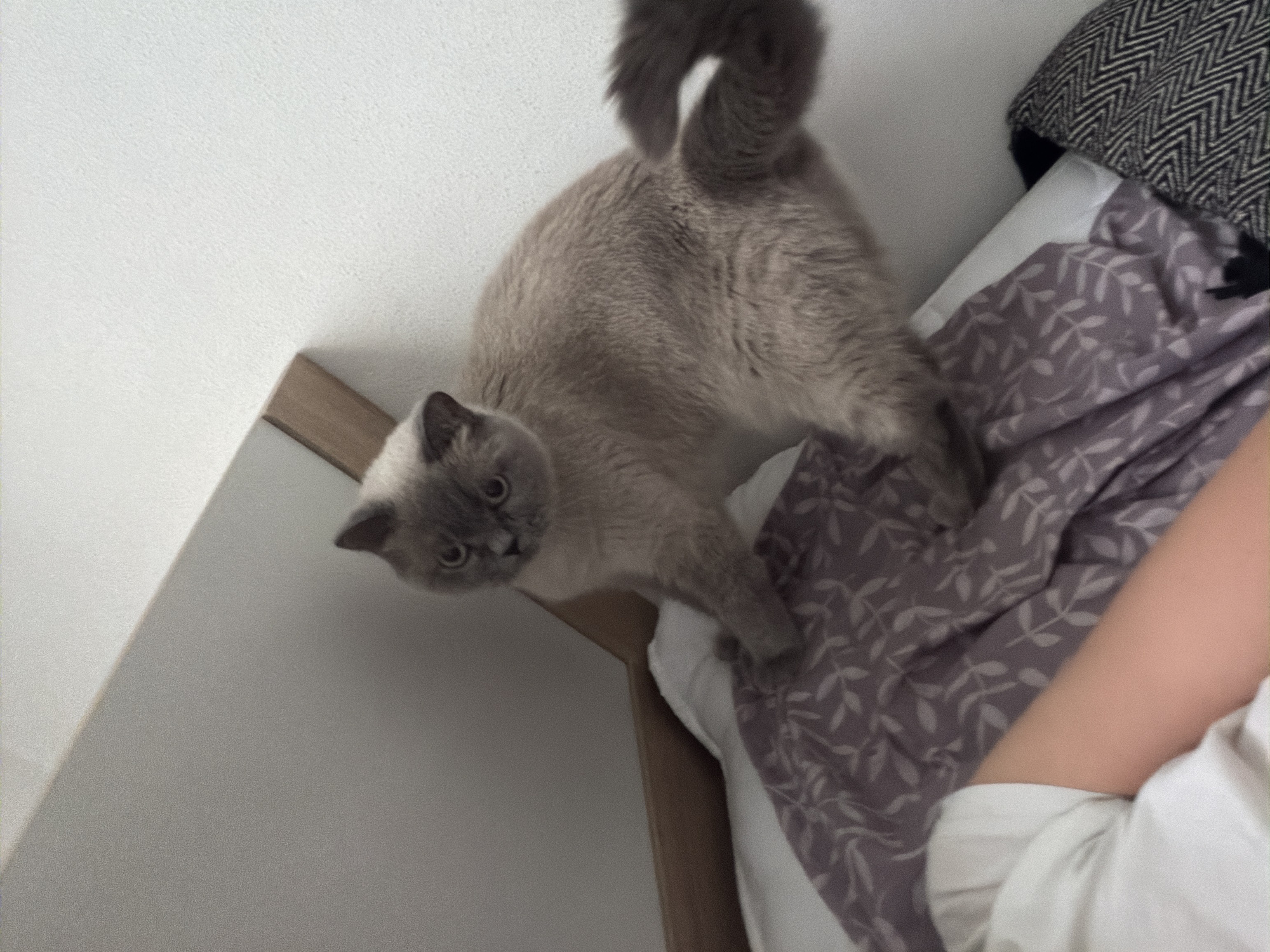 A light grey Scottish Fold cat with round, wide eyes is perched on a bed. The cat is facing the camera, with its body angled slightly to the right. Its left paw is extended forward, and its tail is curled upwards. The cat is standing on a bed covered with a purple duvet featuring a white leaf pattern. To the left of the cat, a person's arm is visible, resting on white bedding. In the background, a white wall meets a slanted wooden surface, creating a shadow. To the right of the cat, a blanket with a black and white chevron pattern is visible. The scene appears to be indoors, in a domestic setting.