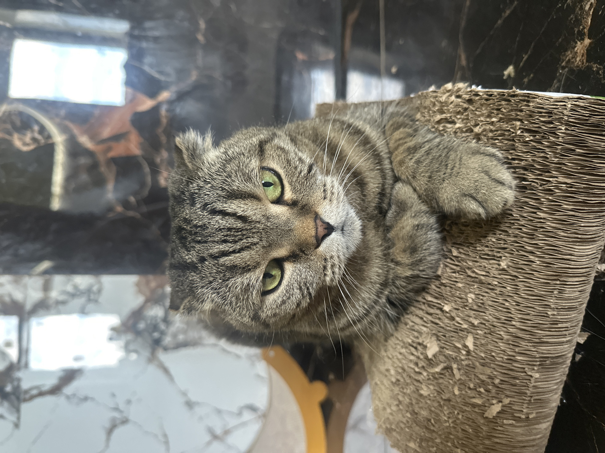 A Scottish Fold cat with green eyes and tabby markings is resting on a corrugated cardboard scratching post. The cat's paws are crossed over its chest, and it is looking directly at the camera with a serious expression. The background consists of a tiled wall with a marble pattern and reflections of what appear to be windows or lights. The scene is indoors, and there is no indication of the specific location within the city of Virki, Russia.