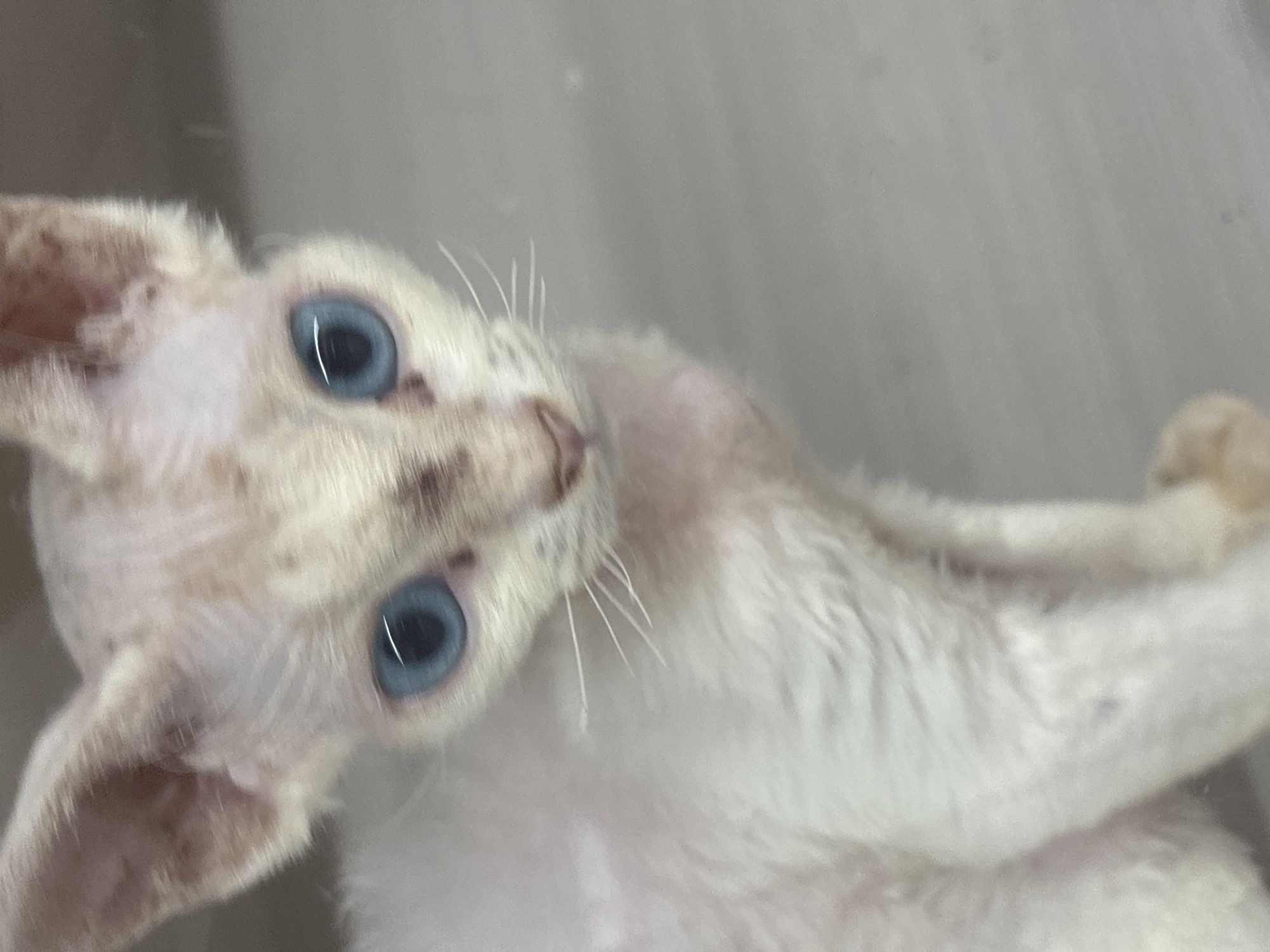 The image shows a close-up of a white cat with blue eyes. The cat has patches of light brown on its ears and face. The background is a neutral gray surface. The image appears to be taken indoors. The location in Tianya District, China is not ascertainable from the provided image.