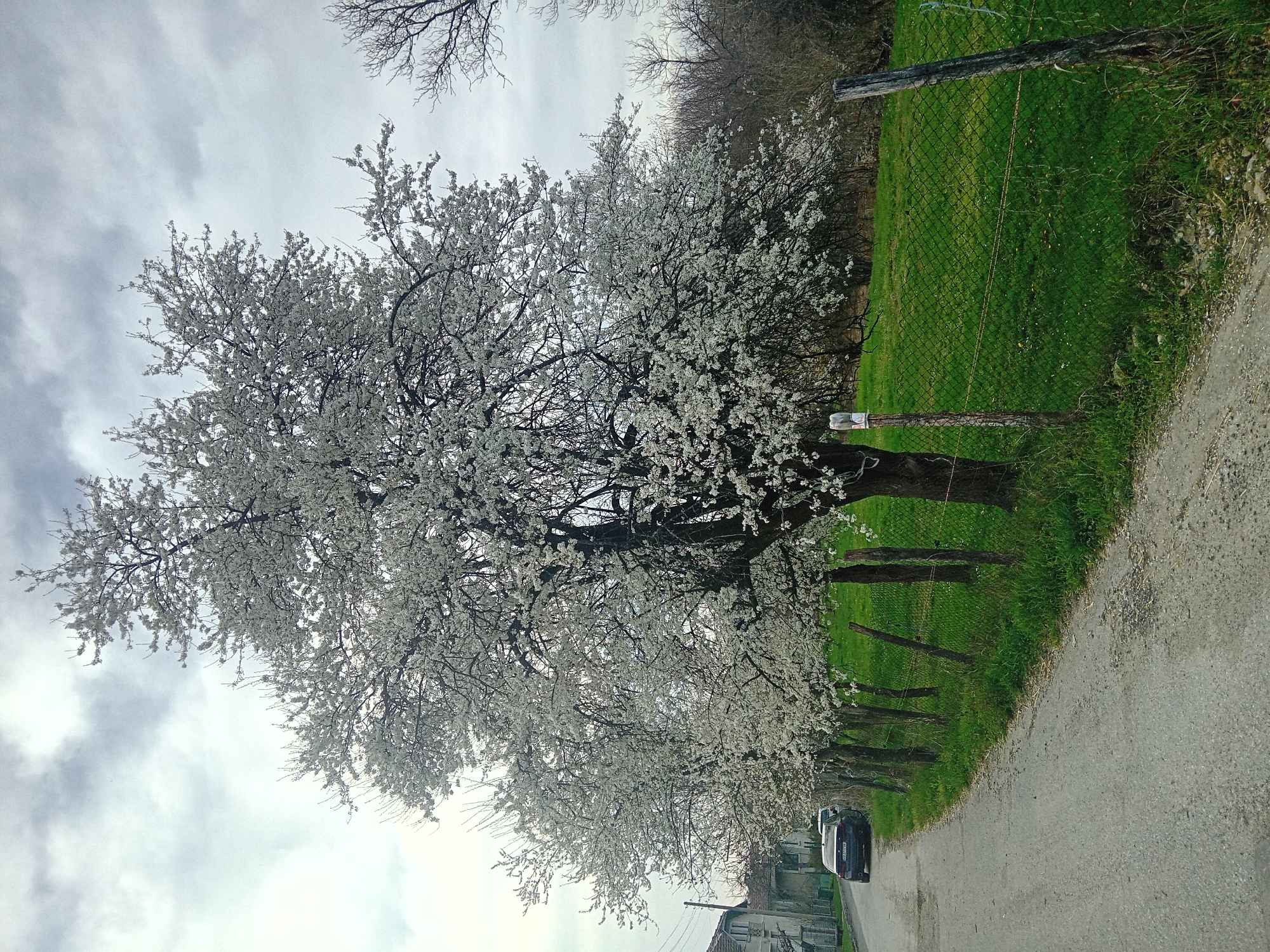 The image shows a tree in full bloom with white flowers, lining a street next to a grassy area and a wire fence. A road runs along the right side of the image, with a car parked on it towards the bottom of the frame. In the background, there are buildings. The sky is overcast with gray clouds. The location is likely a residential area, but no specific city is identifiable.