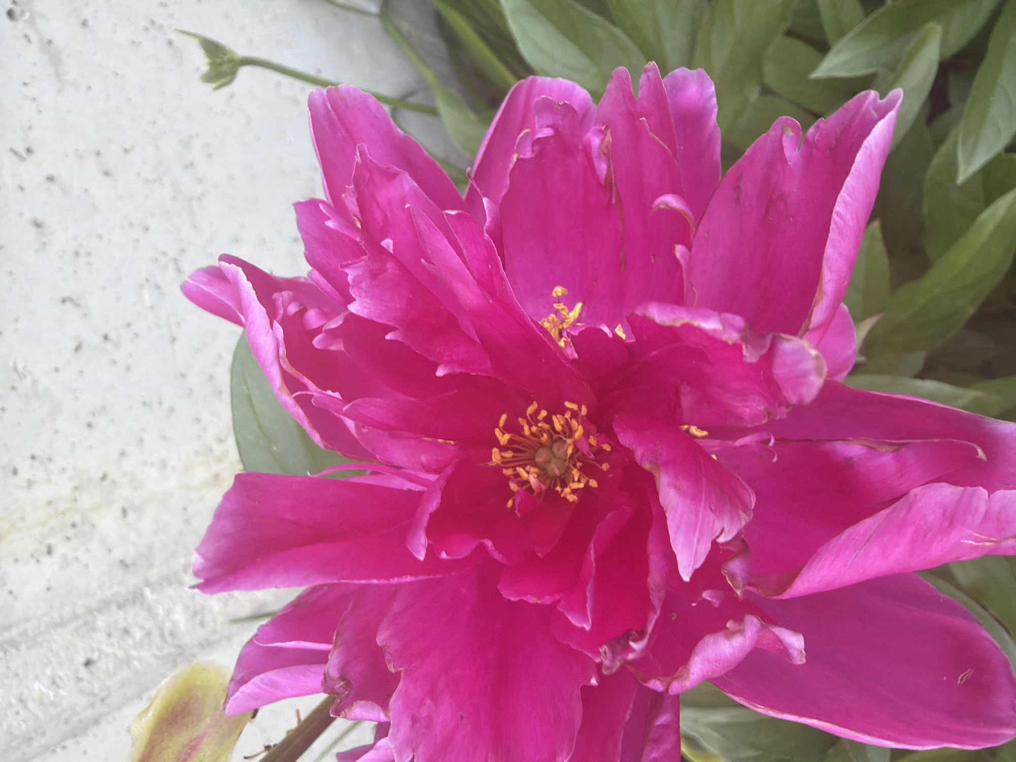 A close-up, eye-level, vertical shot captures a vibrant fuchsia peony in full bloom. The flower dominates the frame, its petals unfurling in layers, with hints of yellow at its center. To the left, a pale yellow petal peeks out, and a thin brown stem is visible. In the background, a textured, light-colored wall or surface is out of focus, with a small green bud emerging on a thin stem to the right. The lower portion of the image is filled with lush, green foliage, slightly blurred. The lighting appears to be natural, casting soft shadows on the petals. The image was taken in an outdoor setting.