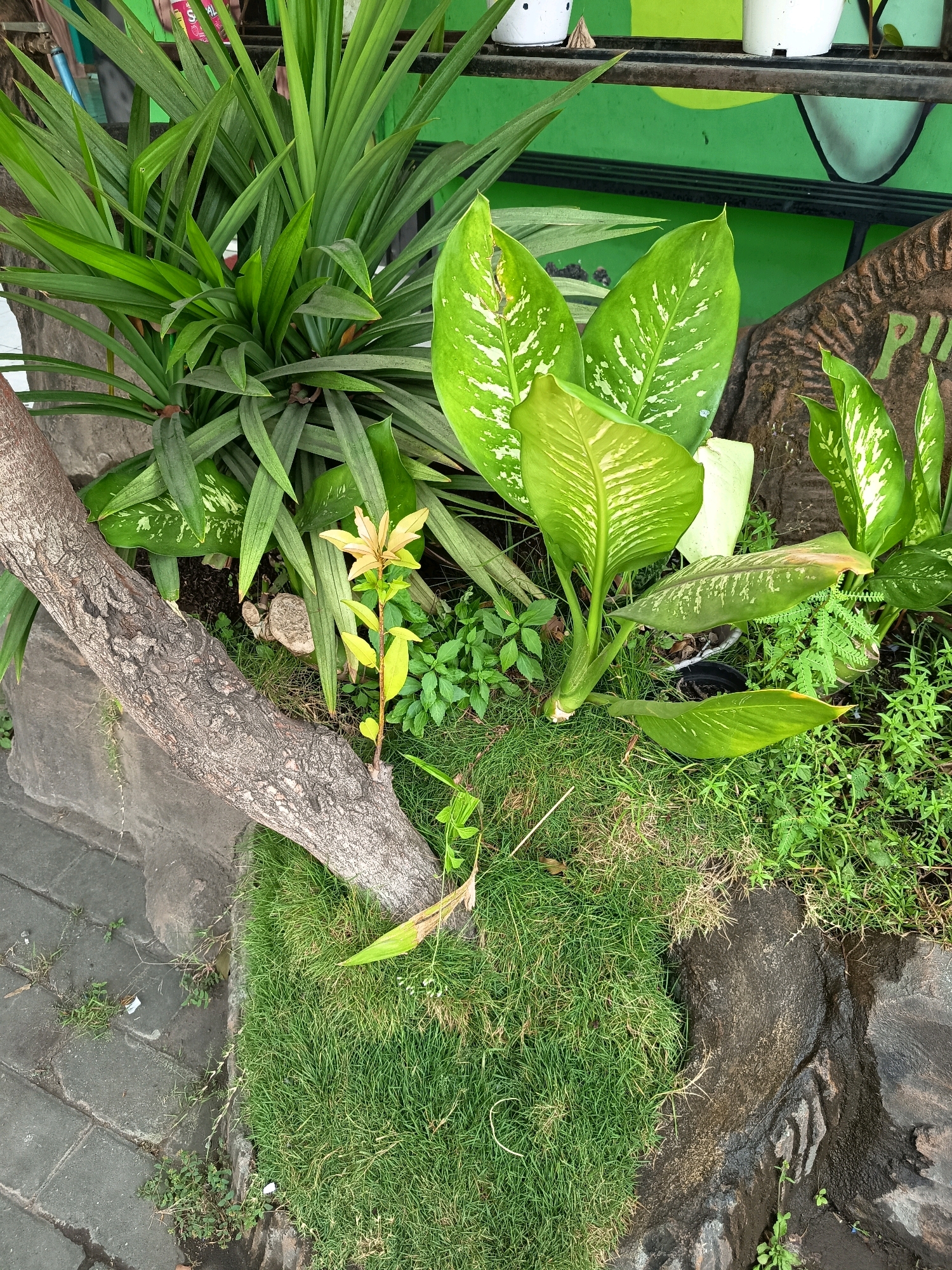 The image displays a cluster of potted and ground-level plants, including a thick clump of long, green pandan leaves and several large-leafed plants with white variegation, possibly Dieffenbachia. A substantial fallen tree branch with rough bark lies diagonally across the foreground, partially obscuring the vegetation. The plants are situated in an outdoor environment, with a section of gray brick paving to the left and a naturalistic rock and grass arrangement to the right. In the background, a green wall with a shelf holding white pots is visible, suggesting this might be a garden area or the exterior of a building. The scene appears to be in Widoro, Indonesia, based on the request, but there are no specific visual cues within the image to confirm this location. No people or animals are present in the frame. The lighting suggests it is daytime.