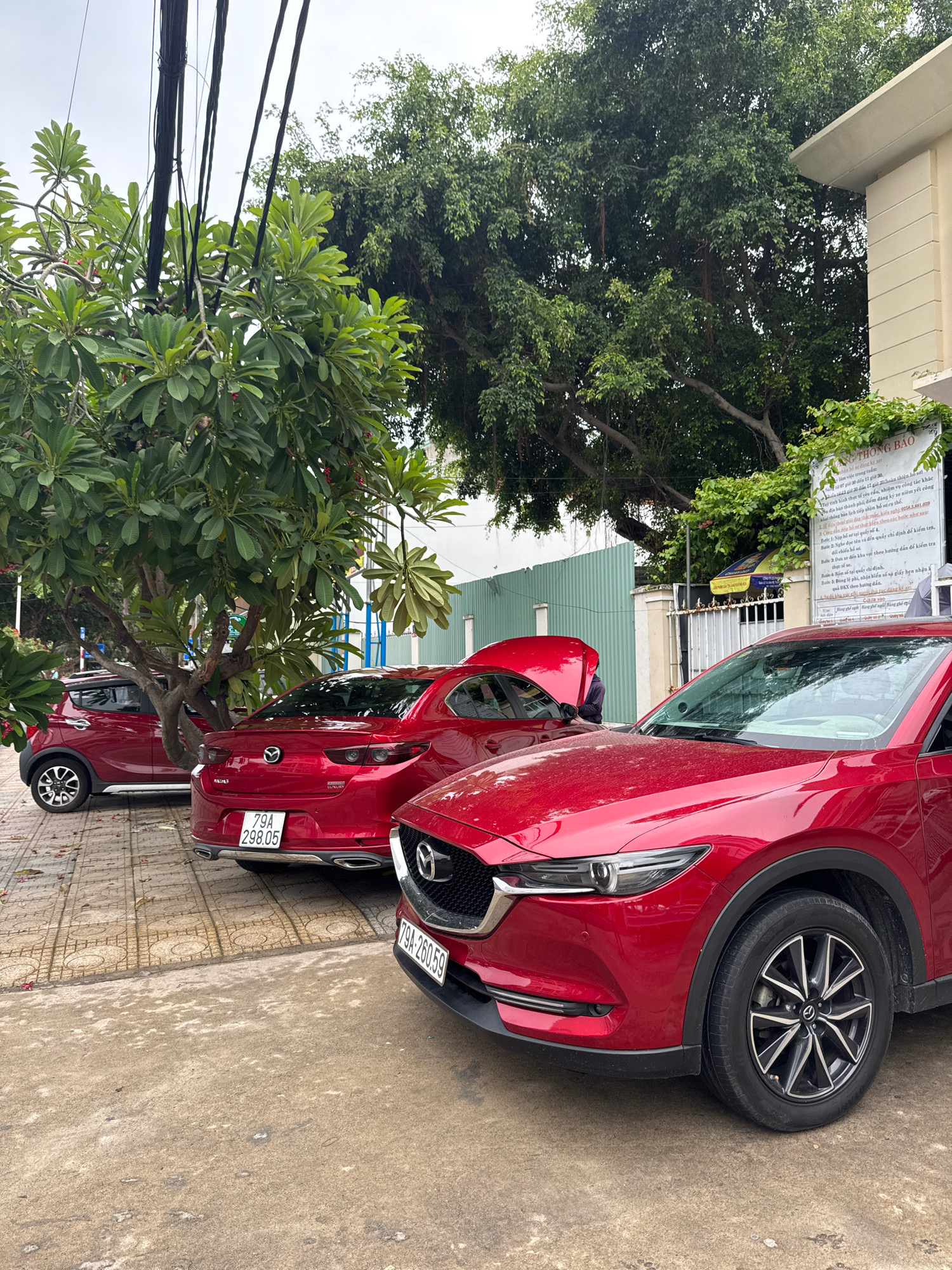 In an outdoor scene in Nha Trang, Vietnam, three red cars are parked on a paved area beside a sidewalk. The car in the foreground is a Mazda CX-5, facing towards the viewer's right. Its hood is closed, and its front grille and headlights are visible. To its left is another red Mazda, a sedan, with its trunk open, revealing a person in a dark shirt leaning into it. This sedan has a license plate that reads "79A 298.05". Further to the left, a smaller red car, possibly a hatchback, is parked. It has a license plate that reads "79A 268.08". A large tree with lush green foliage dominates the background, with its branches extending over the cars and obscuring part of a building. Electrical wires are strung above the scene. A sign with Vietnamese text is affixed to the side of the building. The ground is a mix of concrete and interlocking pavers. The sky is overcast.
