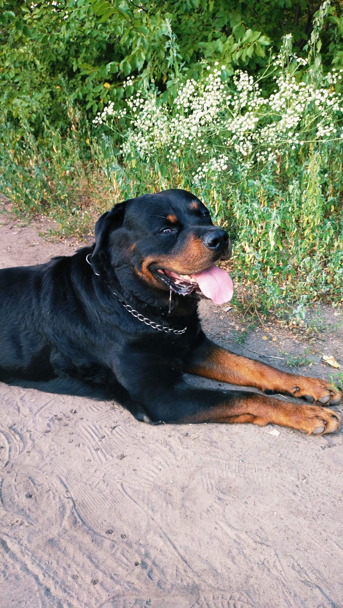 A Rottweiler dog lies on sandy ground in front of a dense green bush with small white flowers. The dog is black with tan markings and wears a silver chain collar. Its tongue is out, and saliva is dripping. The background features lush green foliage and a clear sky. The scene appears to be in a natural outdoor setting, potentially a park or a natural reserve within or on the outskirts of Horishni Plavni, Ukraine, given the context. The lighting suggests it is daytime, likely late afternoon or early evening due to the warm tones.