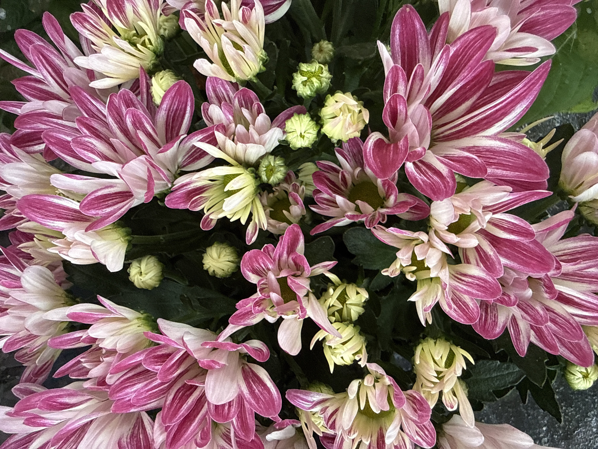 This is a close-up, high-angle, eye-level shot of a bouquet of pink and white chrysanthemums. The flowers are in various stages of bloom, with some fully open and others still in bud. The petals are thin and pointed, with a striking pattern of deep pink stripes on a white background. The background is a dark, blurred green, suggesting foliage. The lighting is natural and even, highlighting the textures and colors of the flowers. The image appears to be taken outdoors, possibly in a garden or on a balcony in Bad Lauterberg im Harz, Germany, given the context of the prompt.