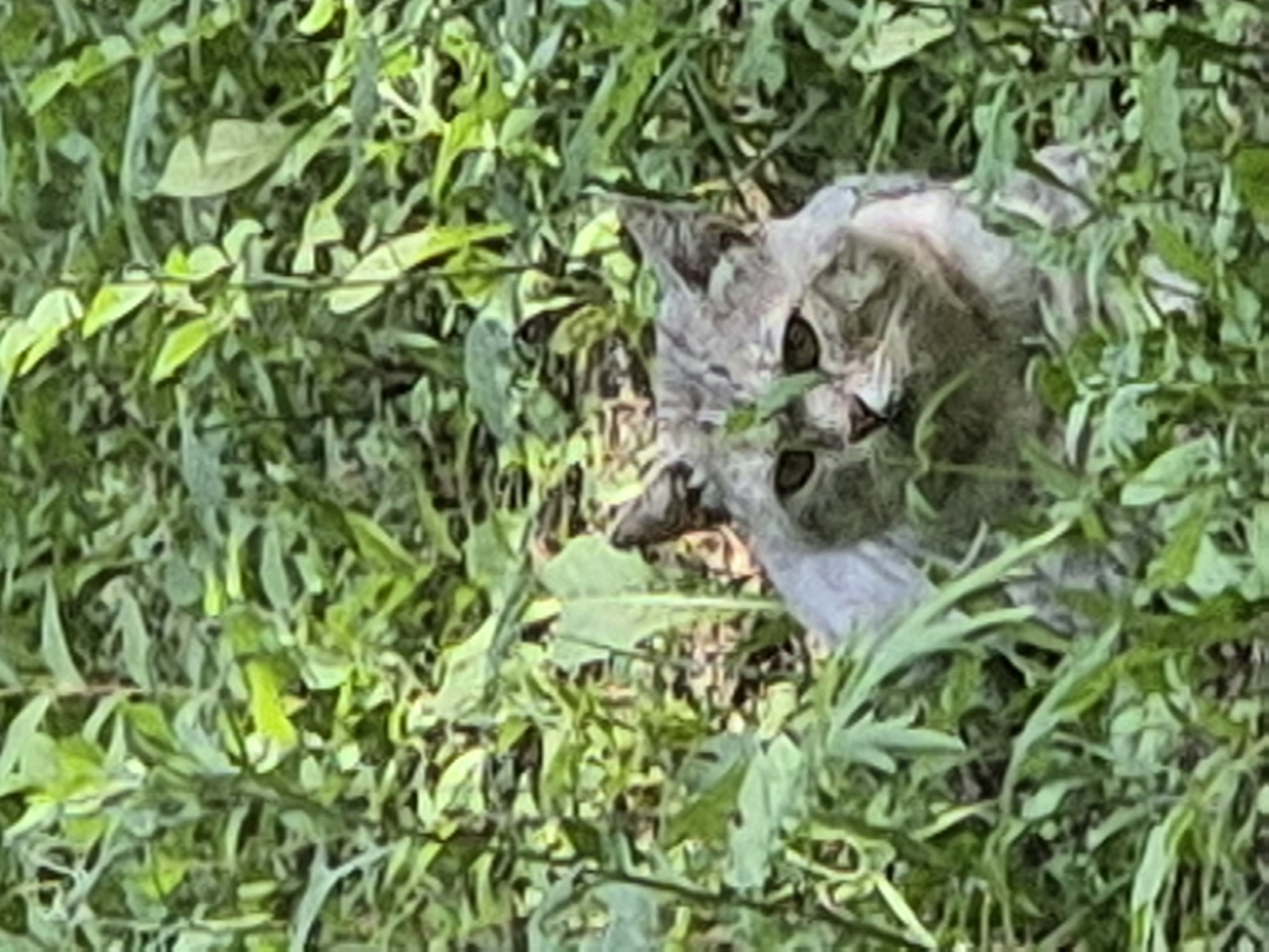 A domestic cat is partially hidden in lush green foliage. The cat has grey and white fur with dark stripes, and its eyes are visible. The environment appears to be an outdoor setting with dense vegetation, possibly a park or overgrown garden. The image does not provide any specific details or context related to the city of Новоишимское, Kazakhstan.