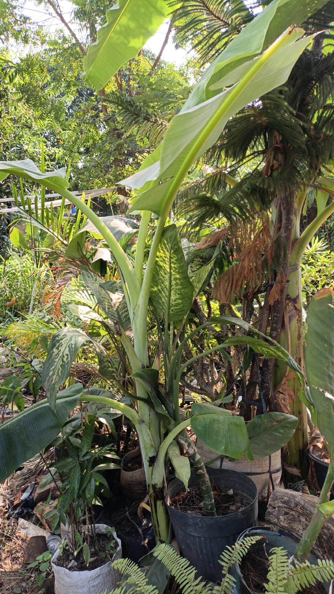 The image depicts a lush, outdoor garden area in Cikal, Indonesia, dominated by large, leafy plants. A prominent banana plant with broad, green leaves takes center stage, its thick stalk reaching upwards. Surrounding it are various other plants, including a tree with needle-like foliage, and smaller, potted plants with patterned leaves and fronds. The ground is covered with soil, dried leaves, and some scattered debris. The scene is bathed in natural sunlight, creating a vibrant and verdant atmosphere. There are no people visible in the image.