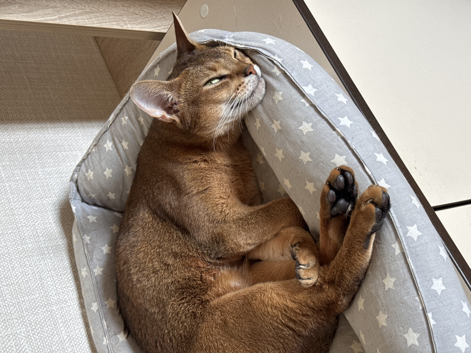 A brown Abyssinian cat is resting in a grey and white star-patterned cat bed. The cat is curled up with its paws extended towards the right side of the frame, displaying its black paw pads. The cat's head rests against the edge of the bed, with its green eyes partially closed and whiskers visible. The location is indoors, near a wooden surface and a light-colored wall. It is unknown if this image was taken in Chaikovsky, Russia.