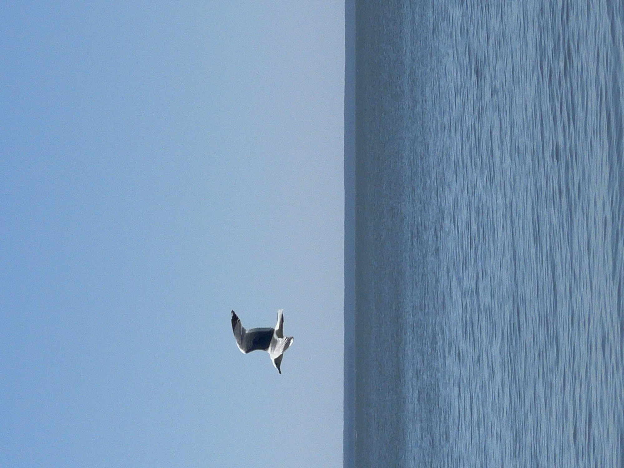 A single seagull is captured mid-flight, its wings outstretched against a clear blue sky. The bird is positioned in the upper left quadrant of the frame, with its body angled slightly downwards as if gliding. Below the sky, a vast expanse of calm, blue water stretches horizontally across the image, meeting the sky at the horizon. The water's surface is subtly textured with gentle ripples, suggesting a tranquil environment. The overall scene conveys a sense of open space and natural beauty. There are no discernible elements within the city of Borovoe, Russia in this image.