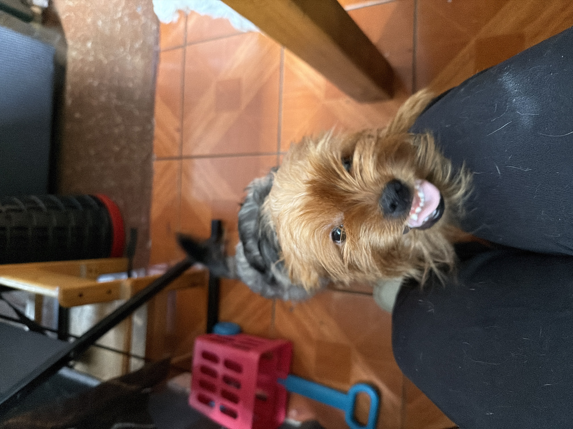 A close-up, tilted shot shows a medium-sized dog, possibly a Yorkshire Terrier mix, with long, light brown fur on its face, gray fur around its neck, and a black nose. The dog is looking up at the camera with its mouth open, revealing its teeth and pink tongue. The dog's body is slightly angled away from the viewer, pressed against someone wearing black pants.
The background features an orange tiled floor and parts of a wooden chair. A pink toy box with a blue handle sits near the lower left corner. A black and red cylindrical object rests on a light brown shelf in the background.
