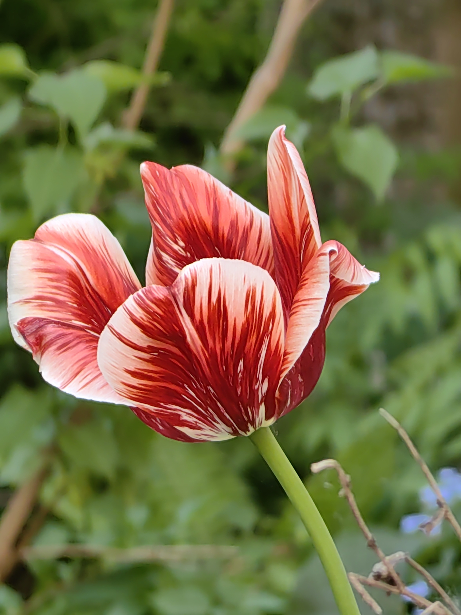 A close-up shot captures a single tulip in full bloom, its petals displaying a striking pattern of red and white stripes. The flower stands upright on a green stem, set against a soft, blurred background of green foliage. The location within Votkinsk, Russia, is not discernible from the image alone. The focal point is the intricate detail of the tulip's petals and the contrast between the vibrant colors.