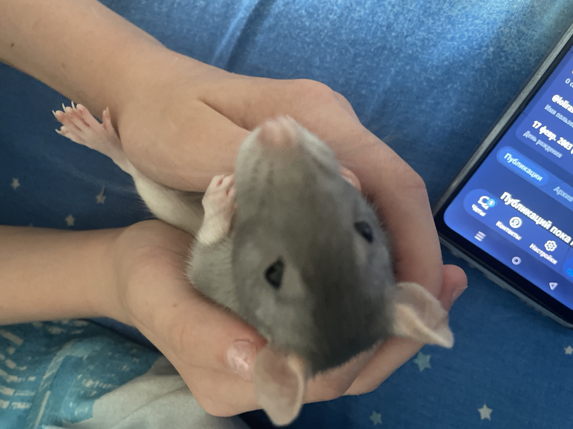 A young pet rat is held gently in a pair of human hands. The rat is gray and white with dark eyes. The hands are pale-skinned. The background is a blue textured surface, possibly a blanket or bedspread, with a pattern of small white stars. A smartphone lies in the lower right corner of the image, its screen displaying a social media interface with Russian text. The scene appears to be indoors. There is no identifiable information in the image to suggest a location in the city of Vologda, Russia.